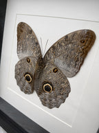 a large butterfly with brown and black wing patterns.
