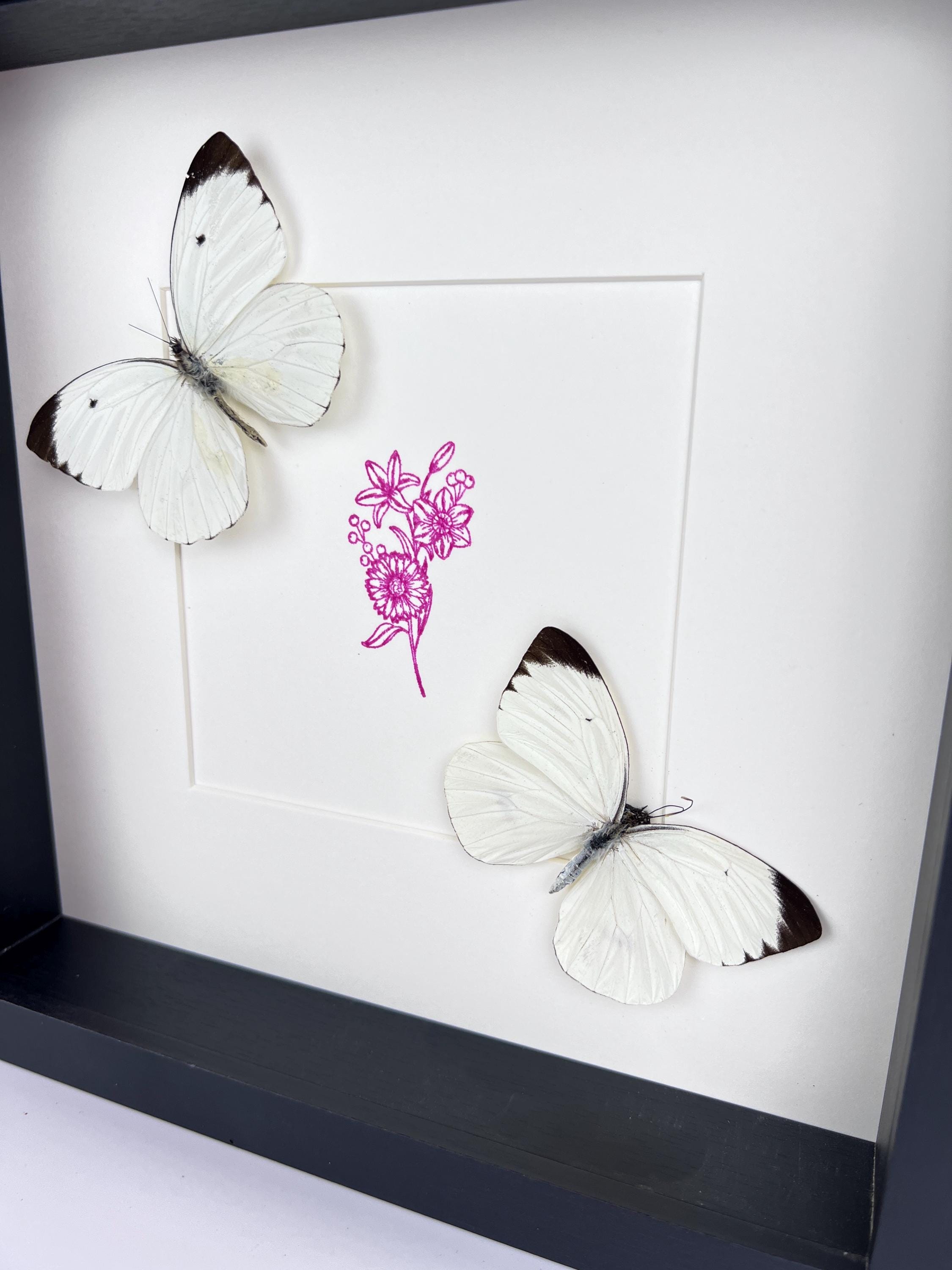 Ascia Bunaie auf violettem Blumenmuster, gerahmt