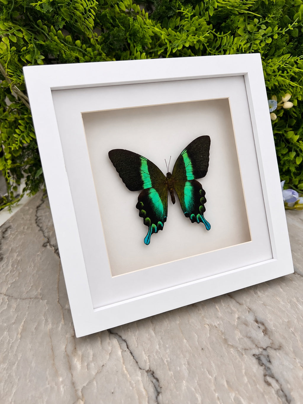 Opgezette vlinder in lijst Papilio Blumei