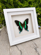 Opgezette vlinder in lijst Papilio Blumei