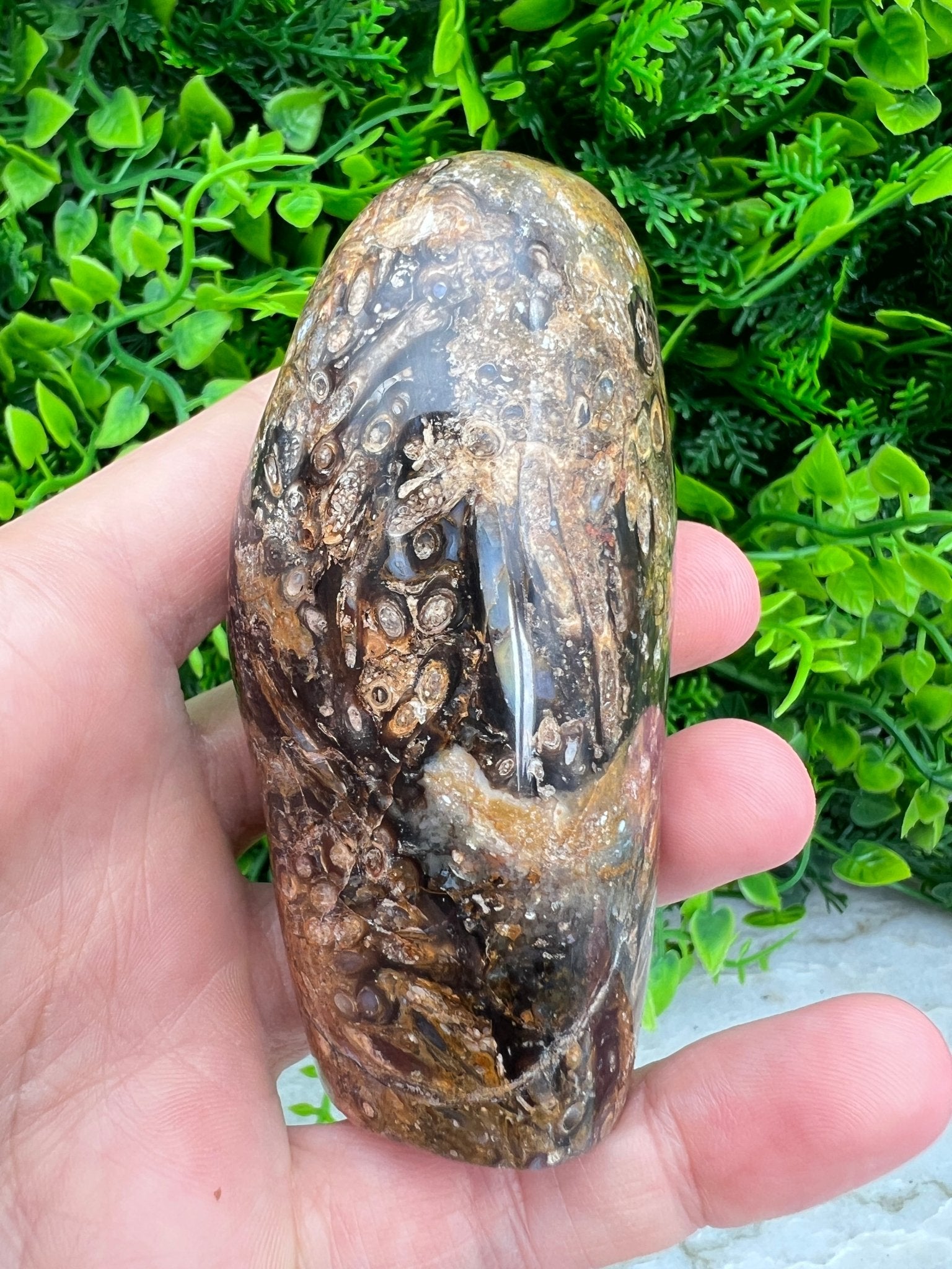 Rotes Palmenfossil, Freiform (8 cm) von KEY LIME STORE