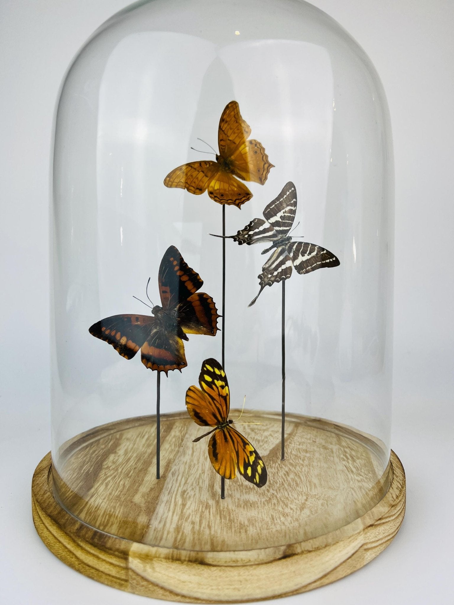 Vindula Erota, Graphium Aristeus, Charaxes Lucretius und Tithorea Harmonia in einer Glasglocke von KEY LIME STORE