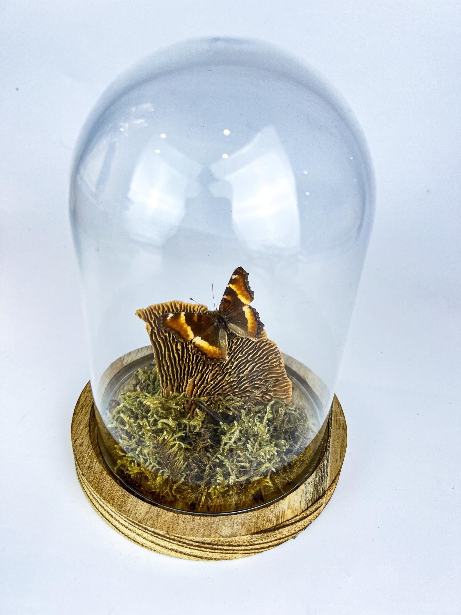 Aglais Milberti in stolp by KEY LIME STORE