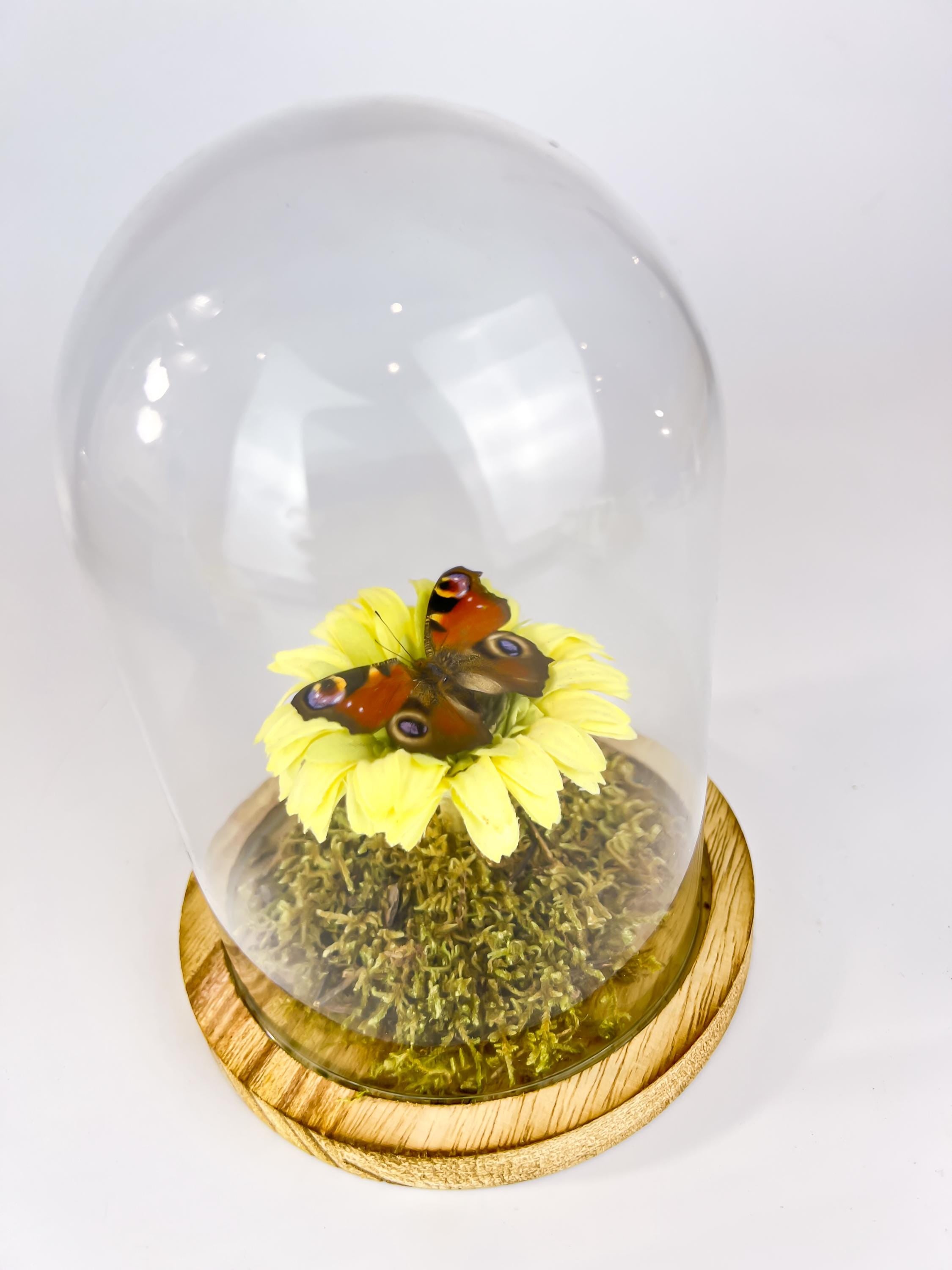 Echte vlinder | Aglais Io op een faux gele boem op echt mos in stolp (17x13cm)