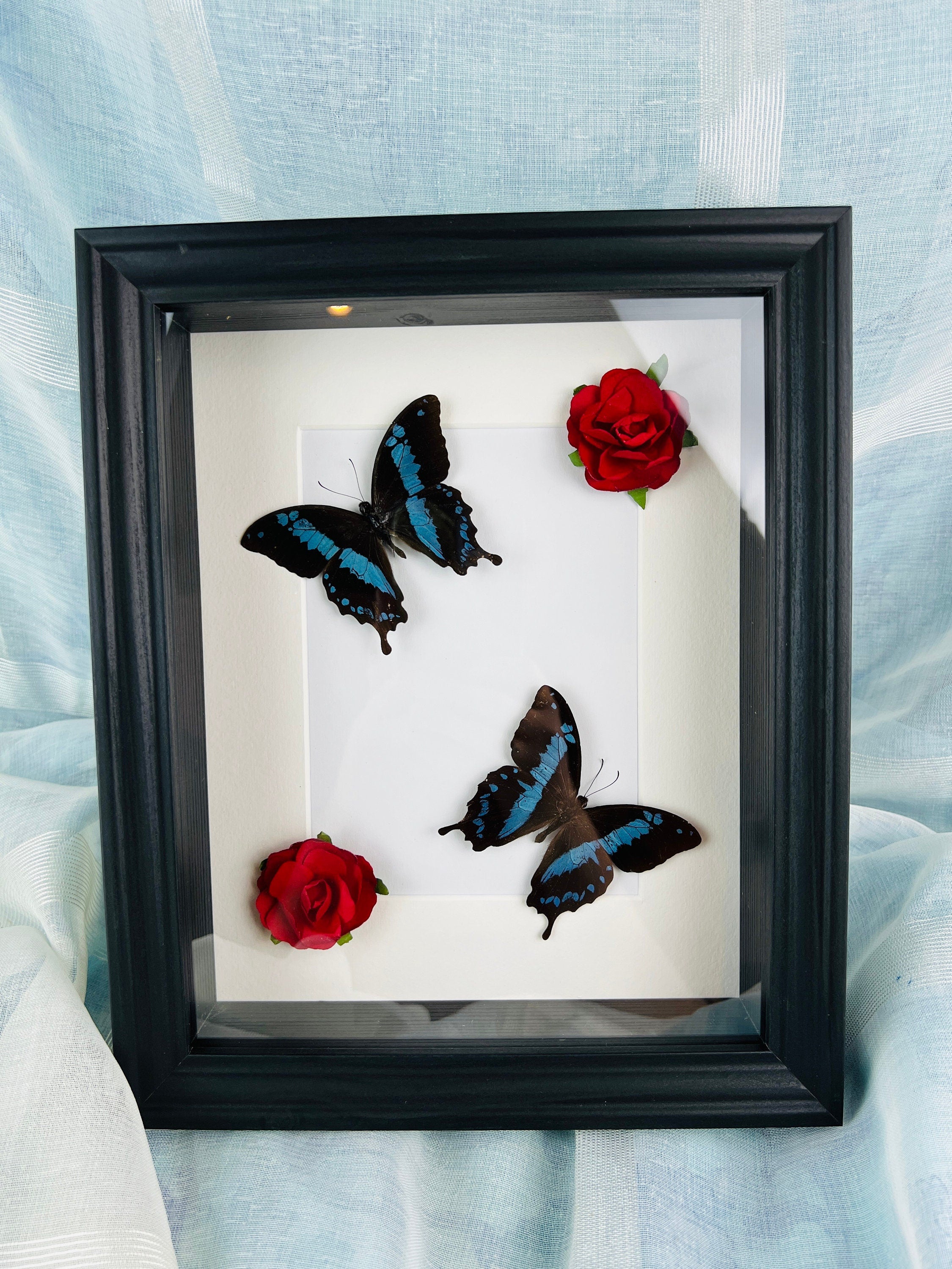 Papilio Oribazus met rozen in lijst