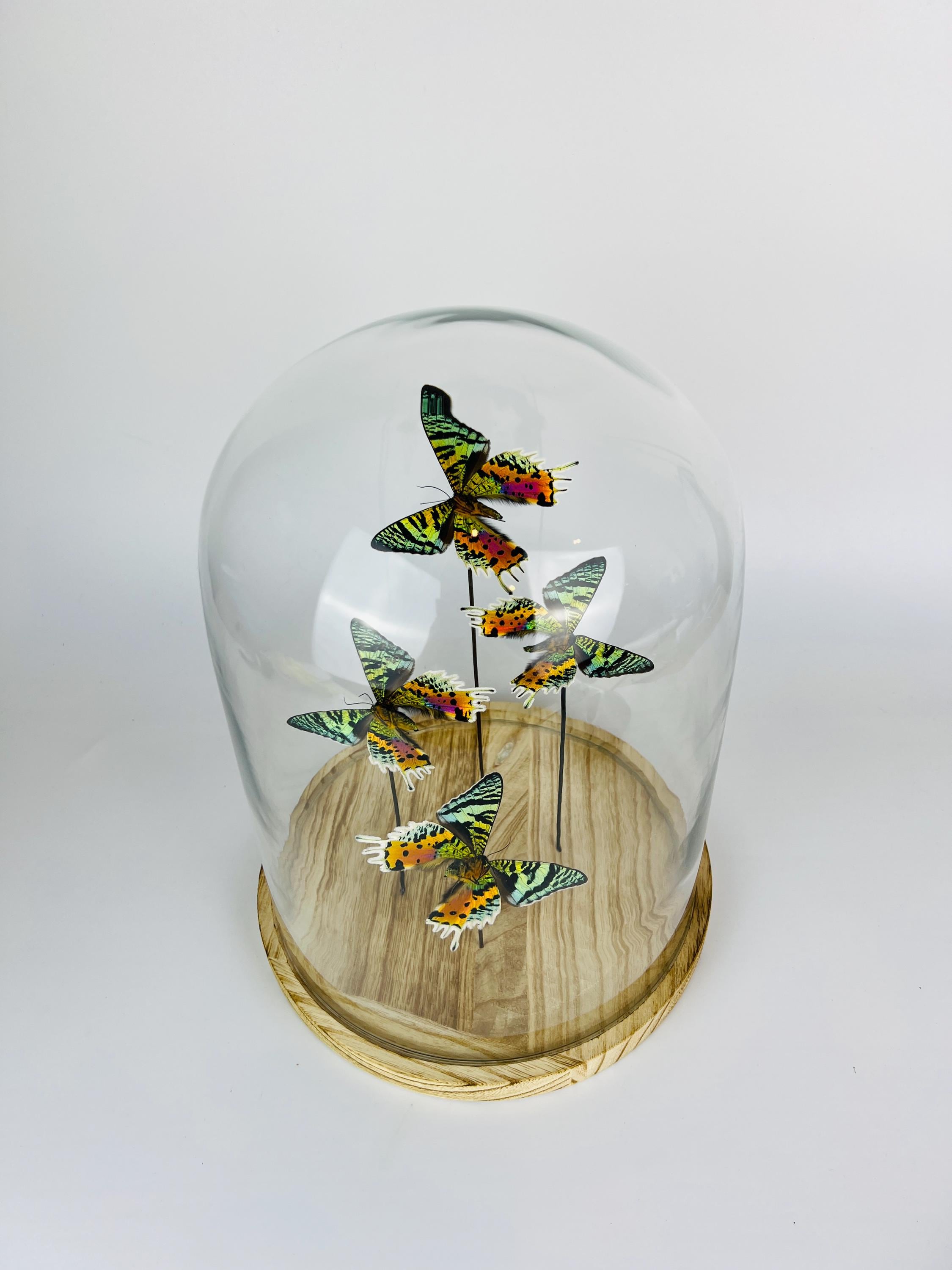 Urania Ripheus (Rückseite) in einer Glasglocke