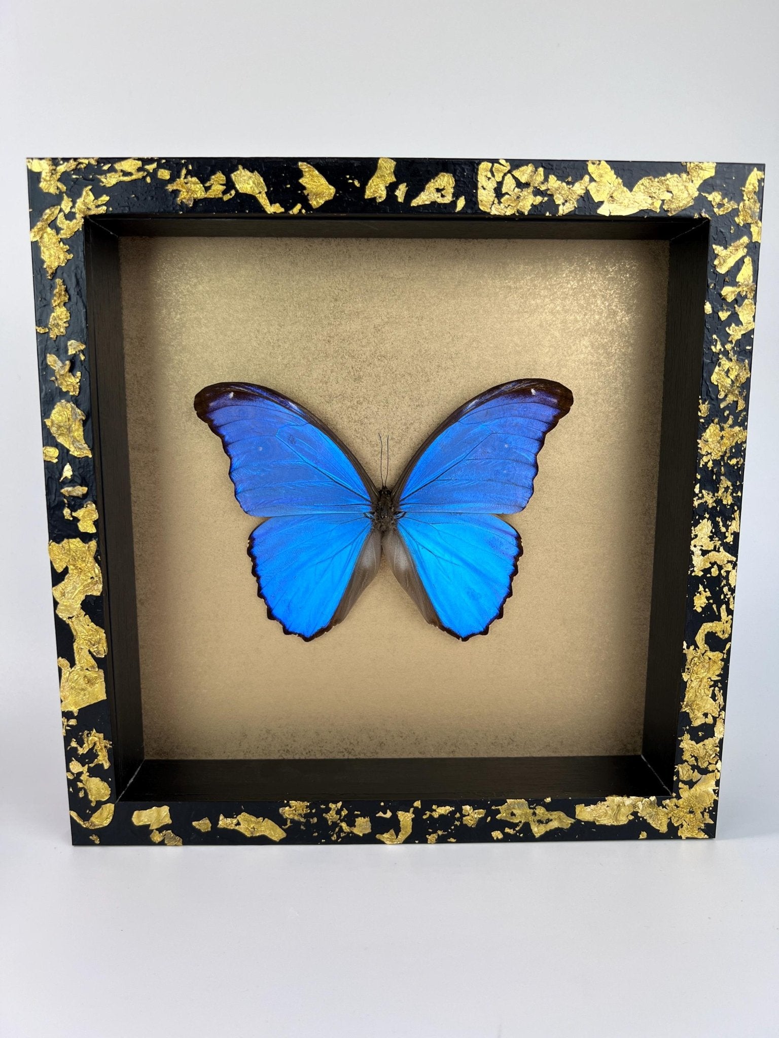 Morpho Didius op bladgoud in lijst by KEY LIME STORE