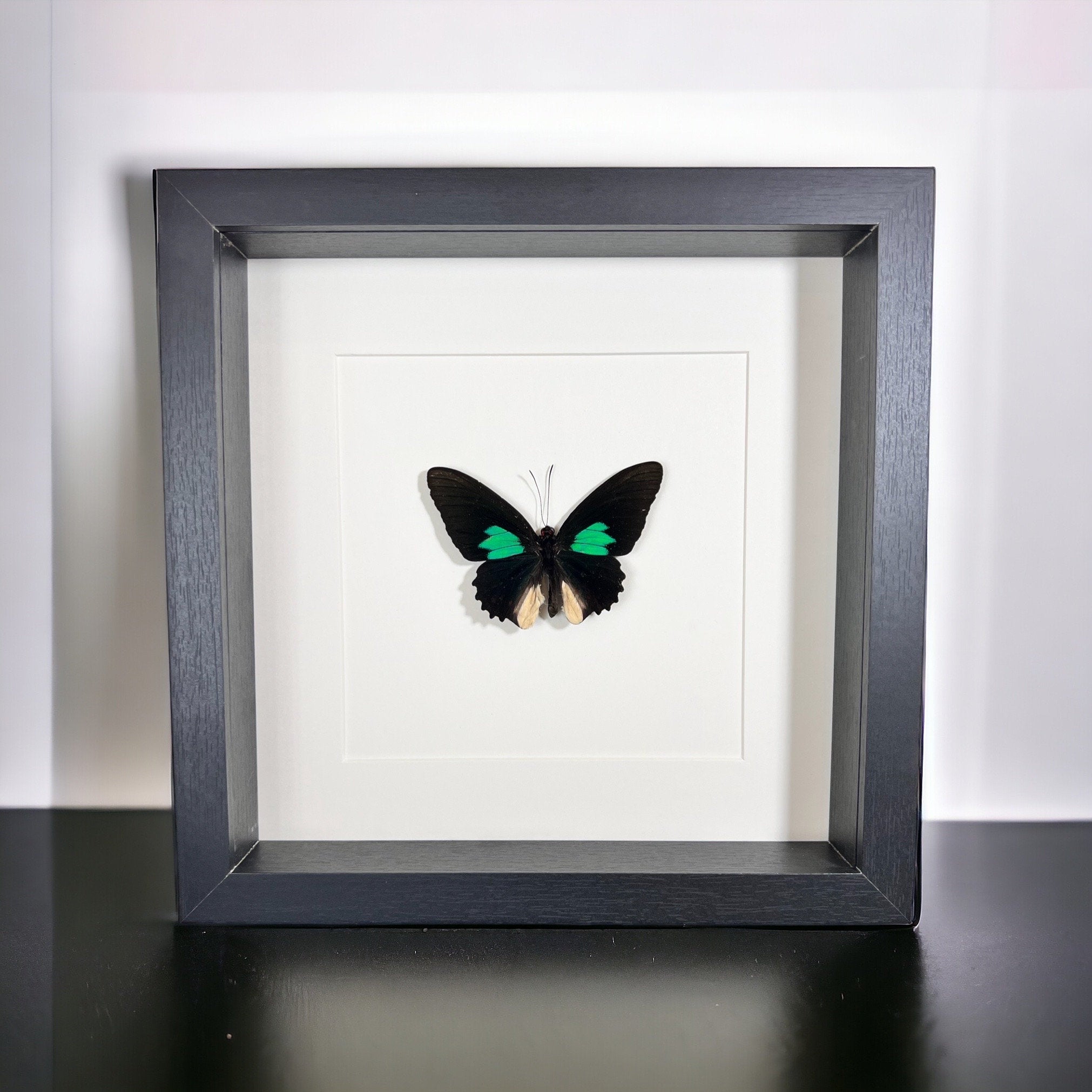 Parides in einem Rahmen von KEY LIME STORE