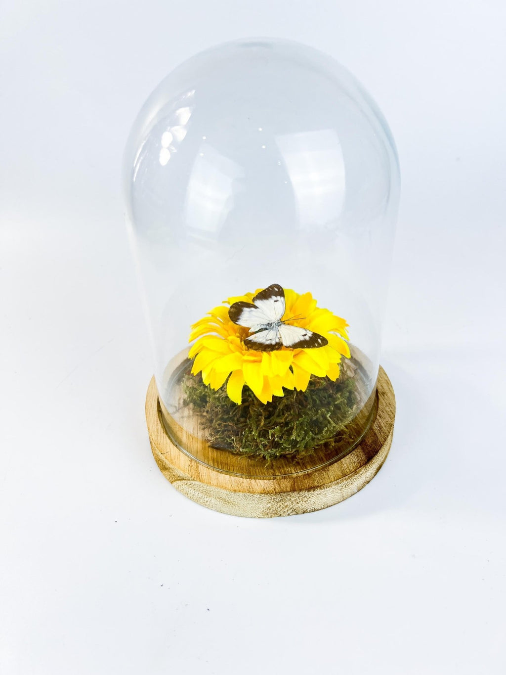 Belenois Java und Stoffblume in einer Glasglocke von KEY LIME STORE