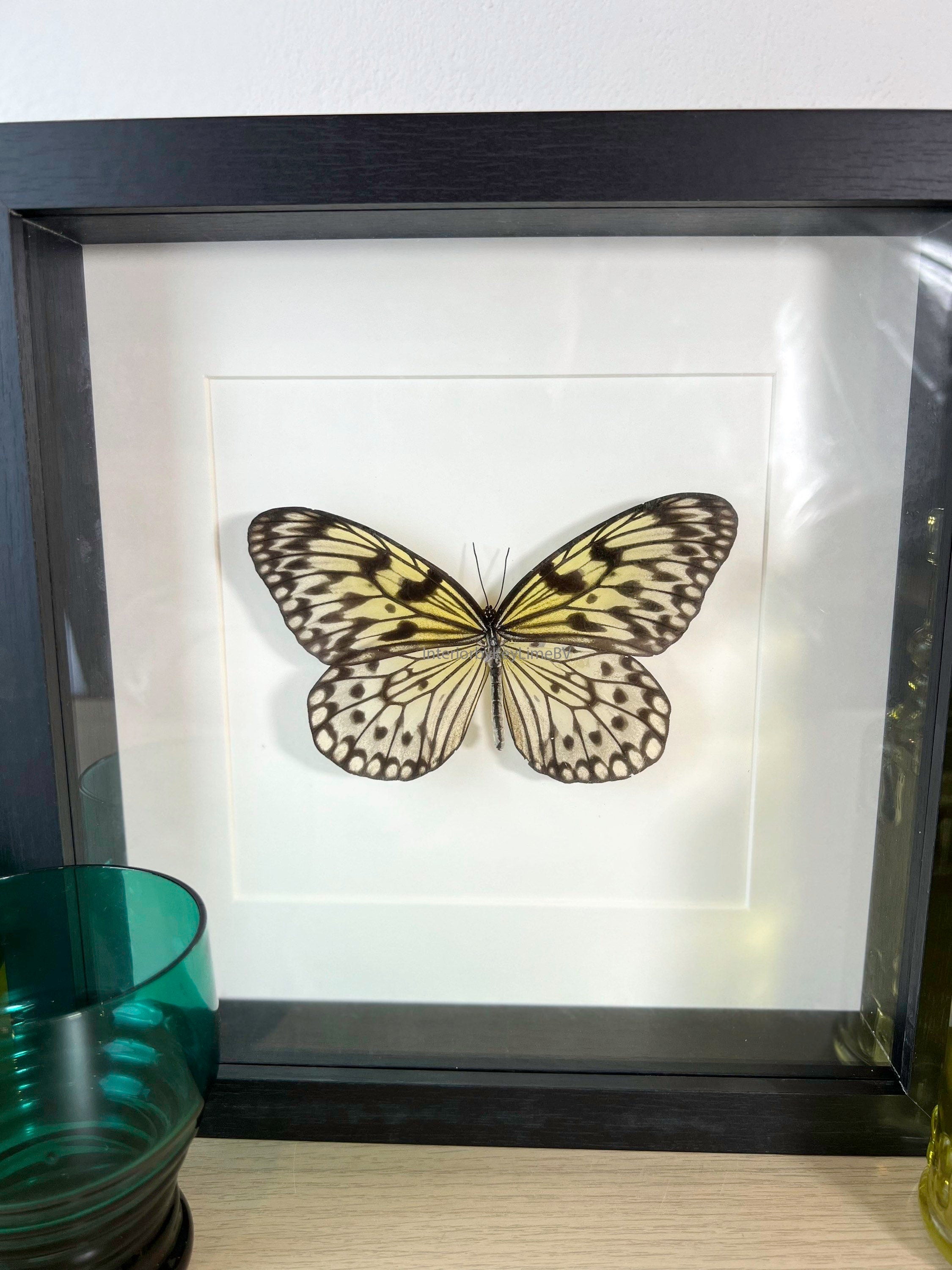 Idea Leuconoe im Rahmen