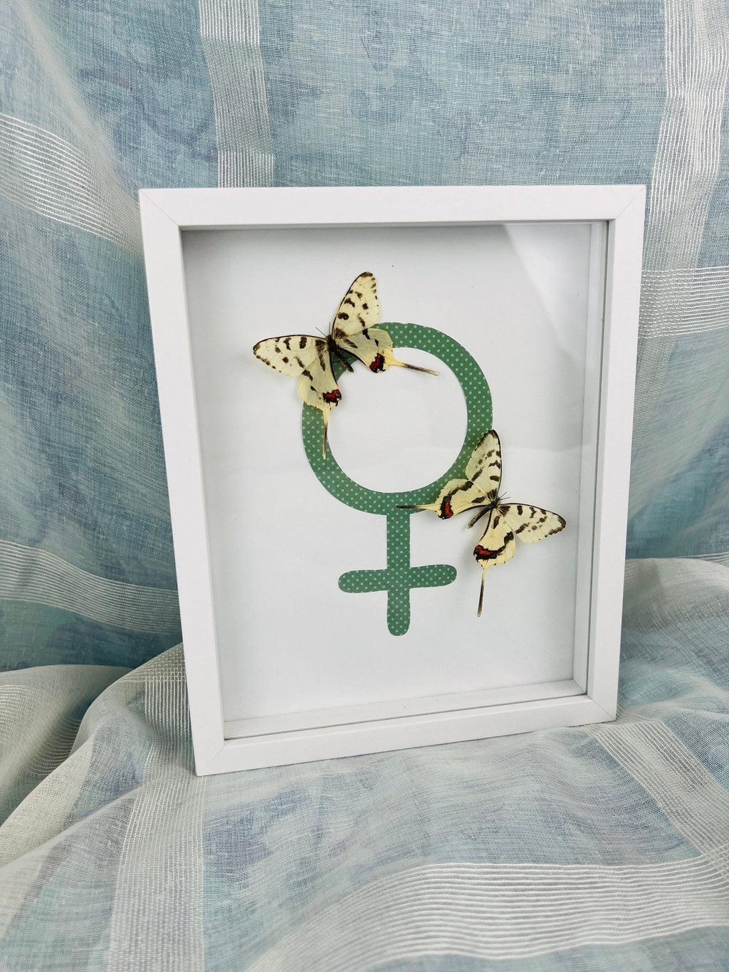 Sericinus Montela auf einem Venus-Symbol in einem Rahmen von KEY LIME STORE