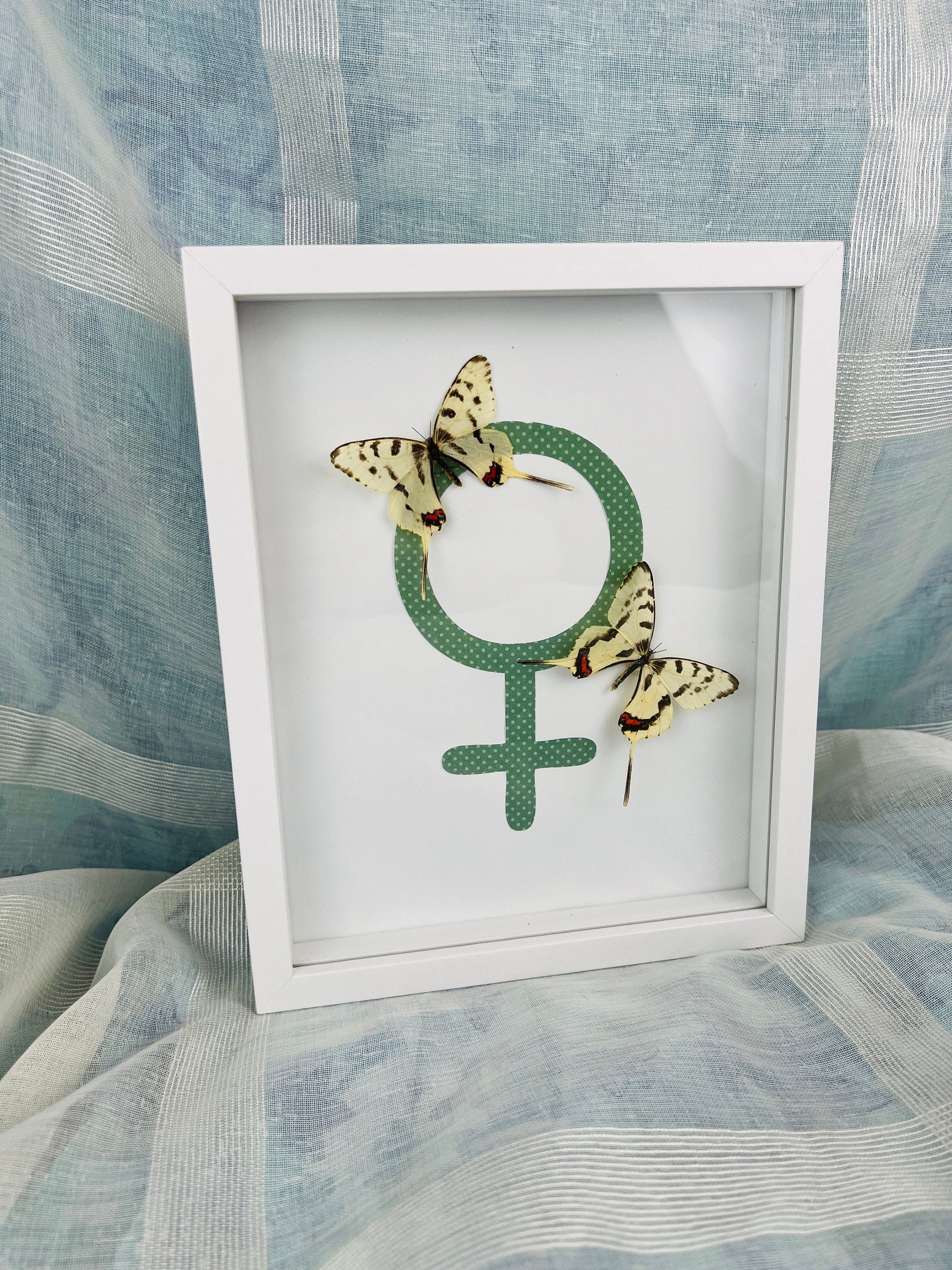 Sericinus Montela op venussymbool in lijst