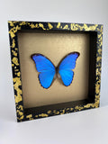 Morpho Didius auf Blattgold, gerahmt von KEY LIME STORE