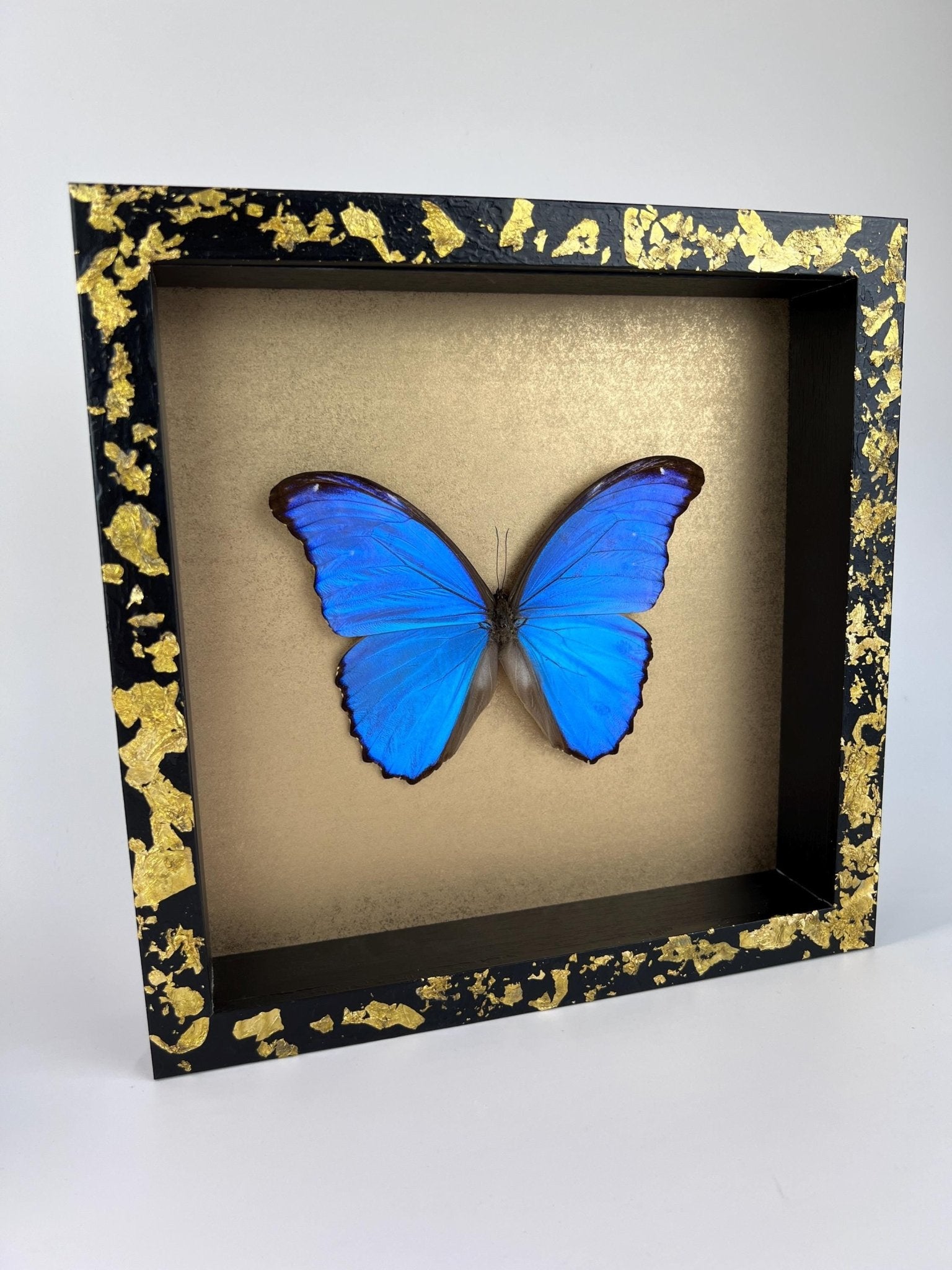 Morpho Didius op bladgoud in lijst by KEY LIME STORE