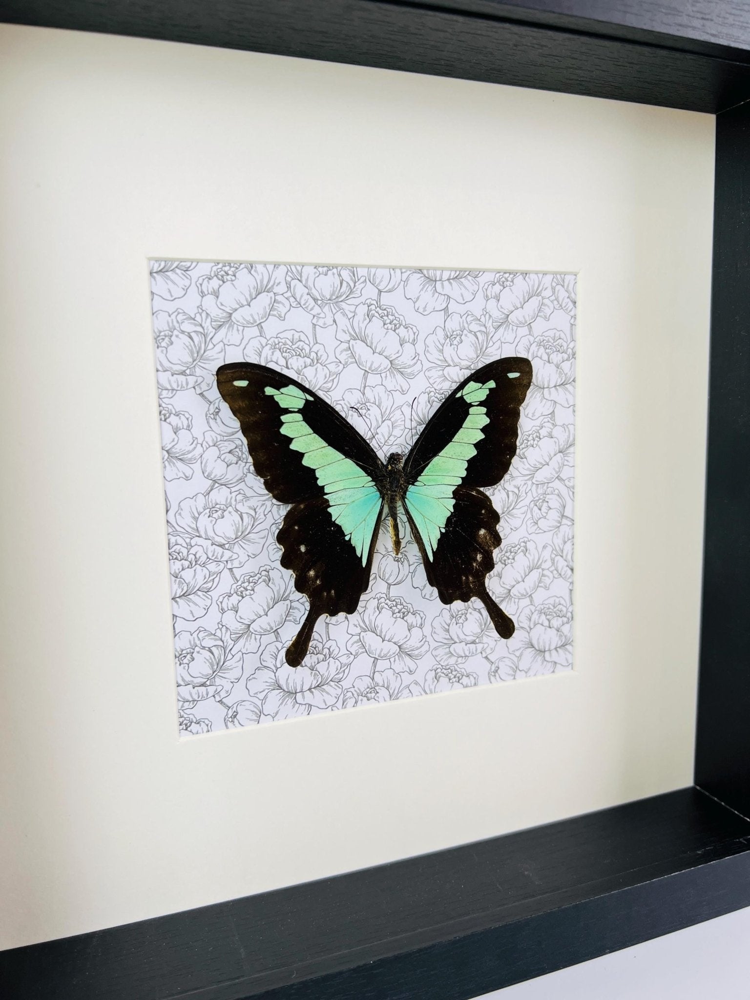 Papilio Phorcas op print in lijst by KEY LIME STORE