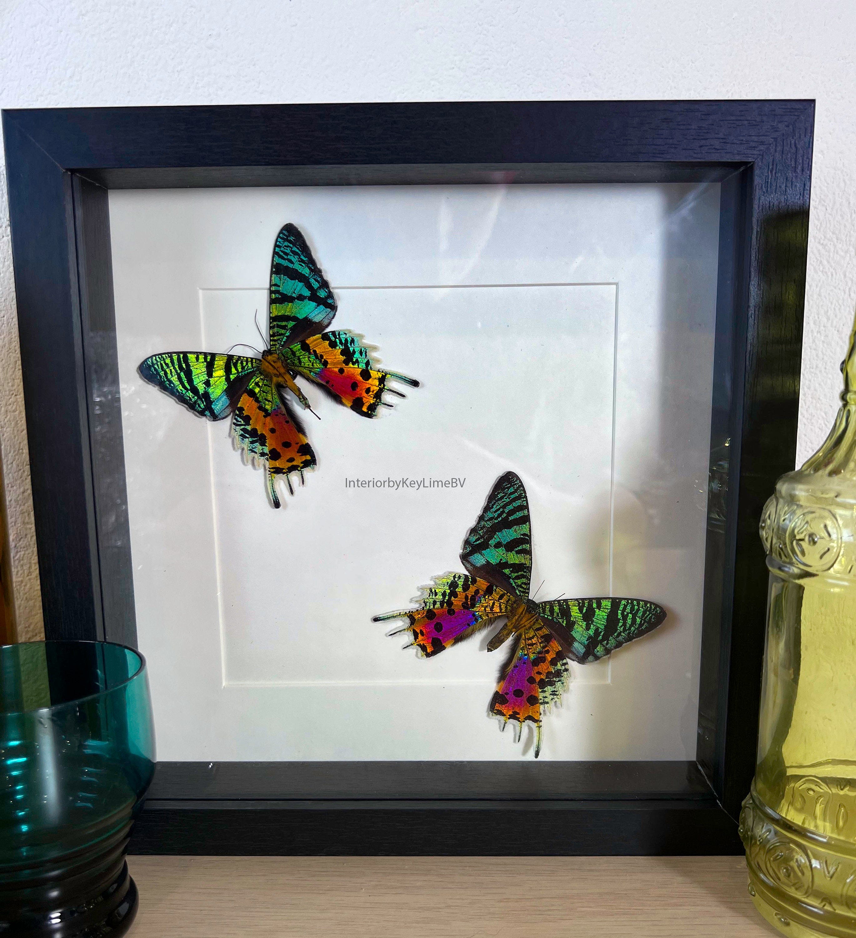 Urania Ripheus (achterzijde) in lijst