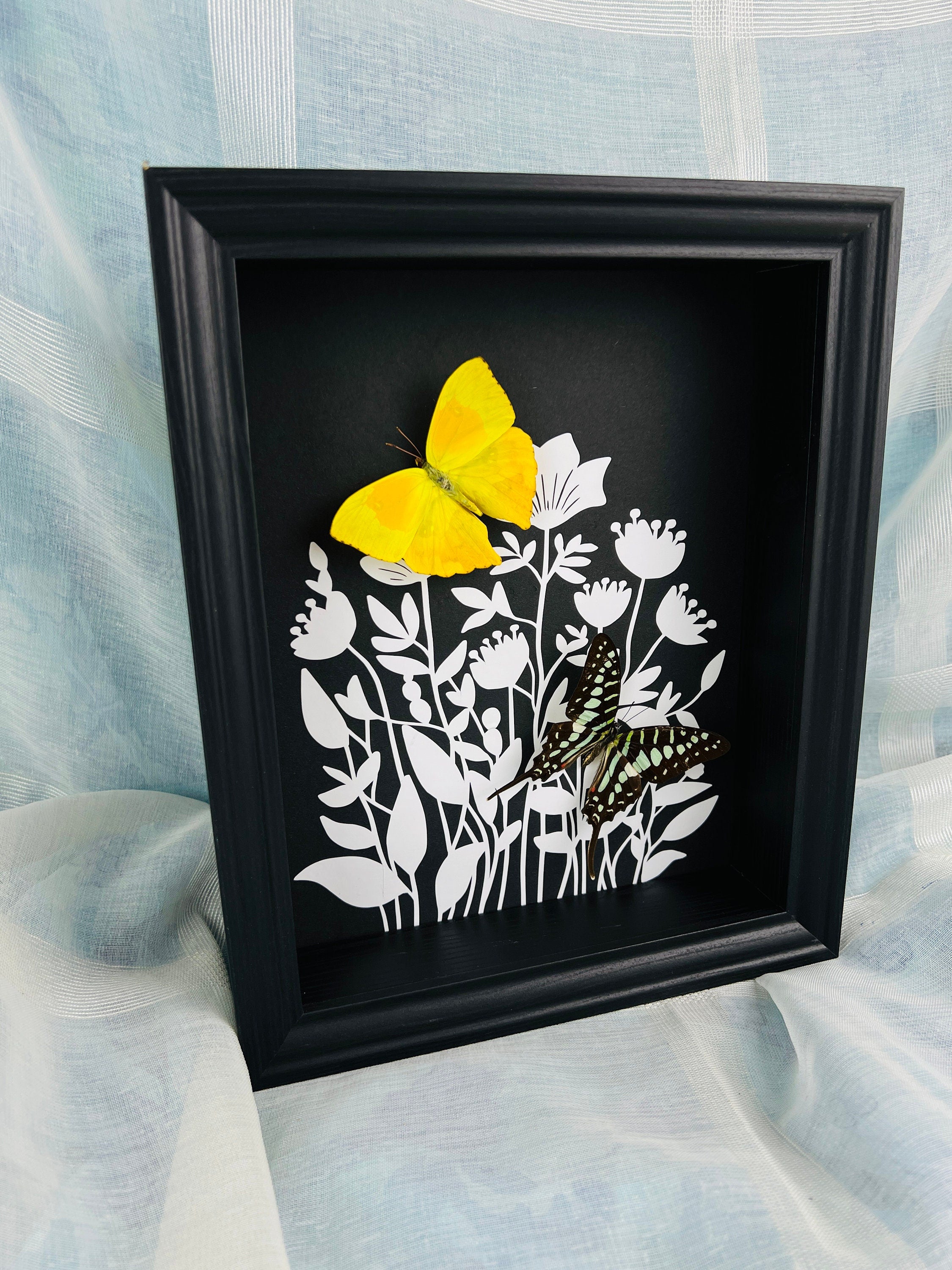 Phoebis Rurina en Graphium Antheus met print in lijst