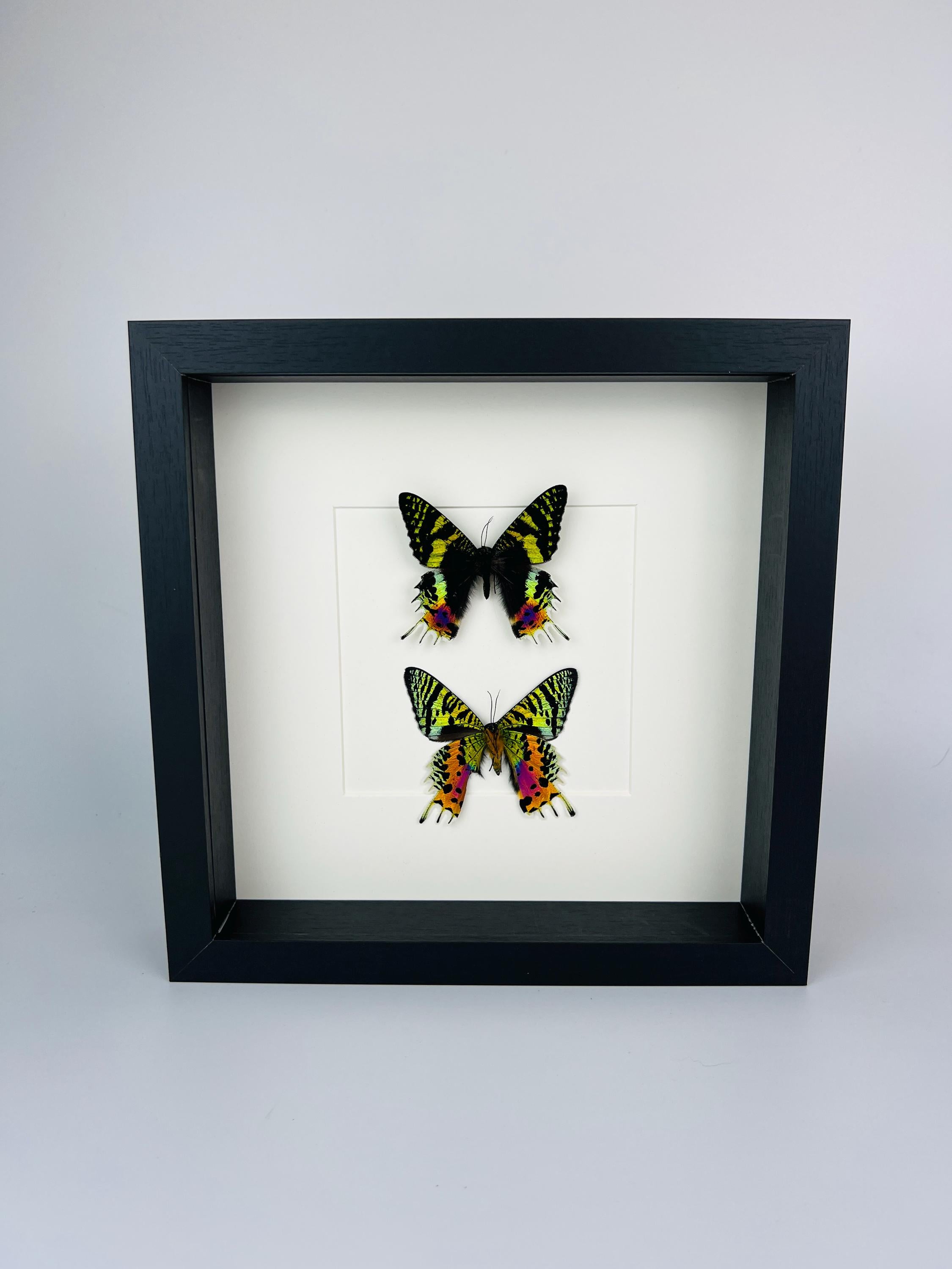 Echte vlinders Urania Ripheus (voor- en achterkant) - ingelijst - 25 x 25 cm (9,8 x 9,8 inch)