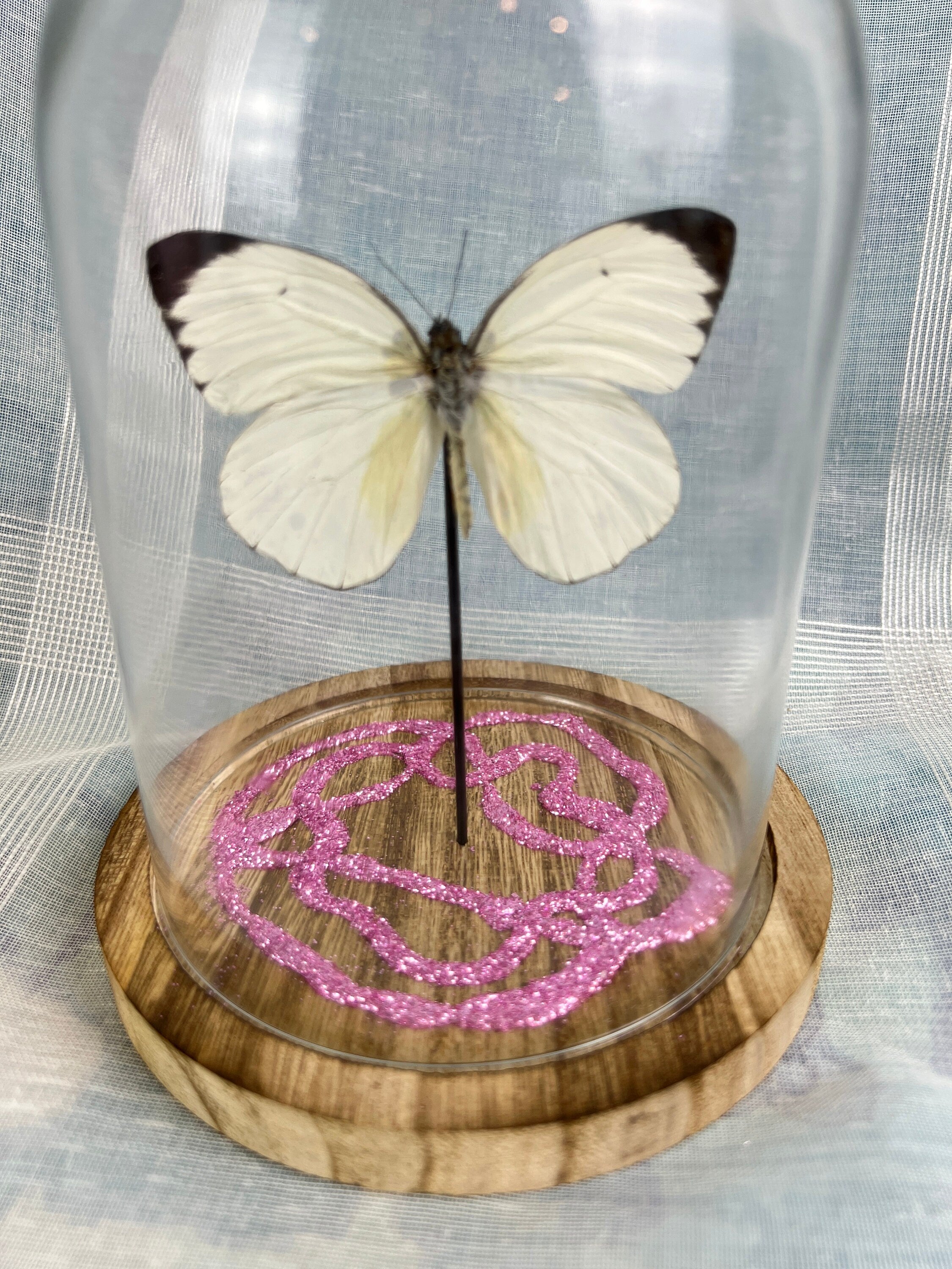 Echte vlinder | Ascia Bunaie met roze glitter element in stolp (17x13cm)