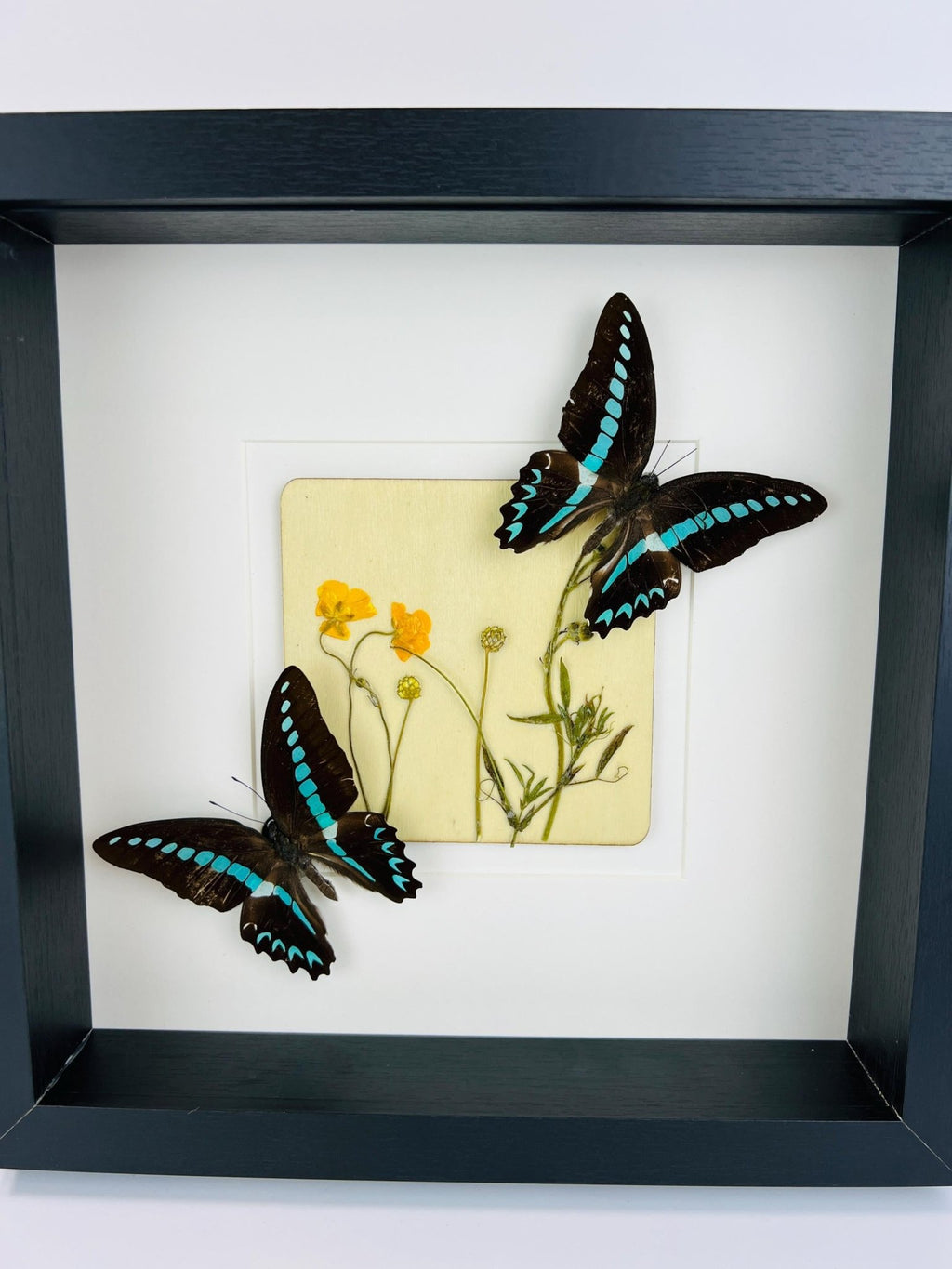 „Graphium Sarpedon“ und „Wildflower“ im Rahmen von KEY LIME STORE
