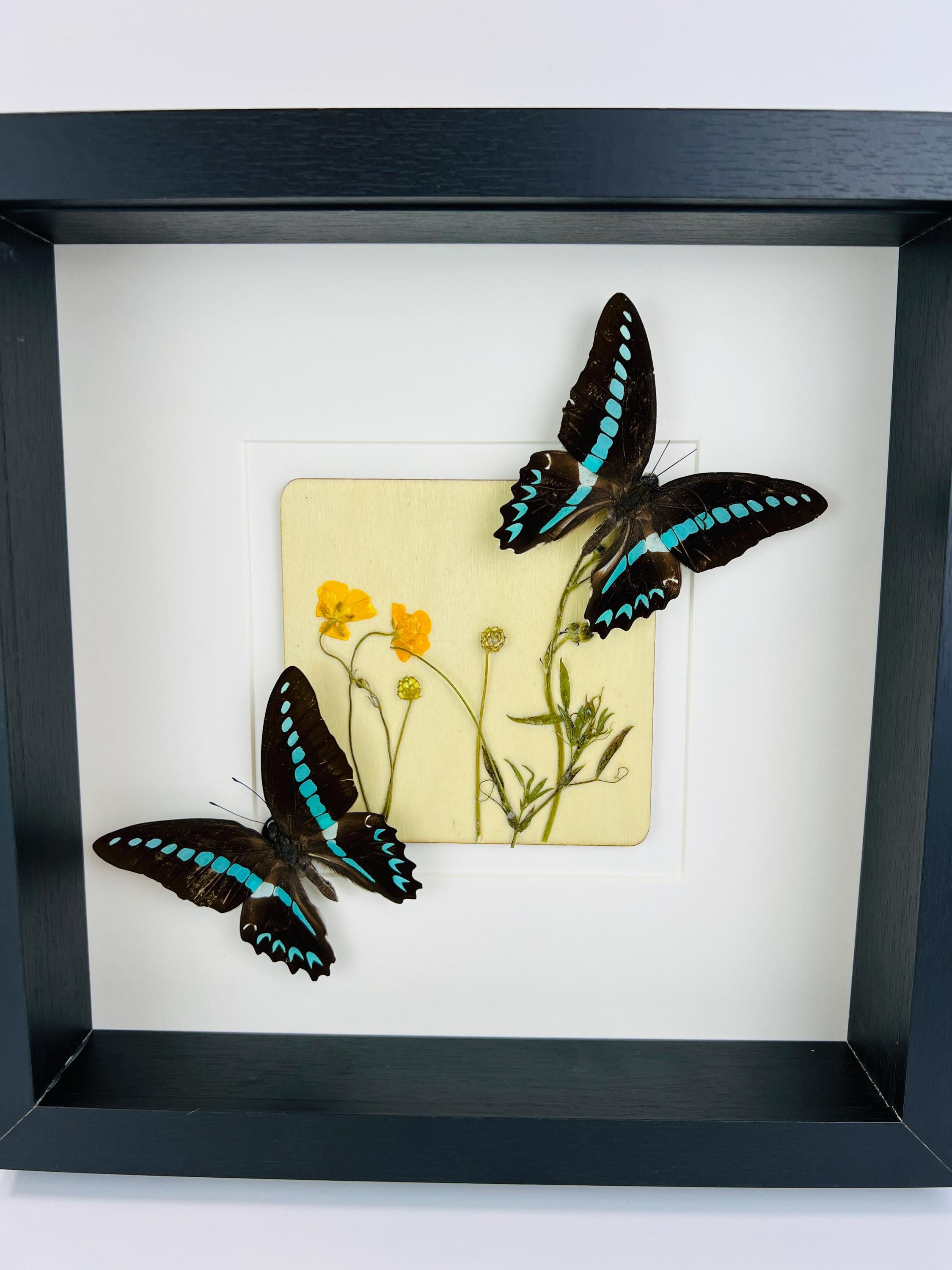 „Graphium Sarpedon“ und „Wildflower“ gerahmt
