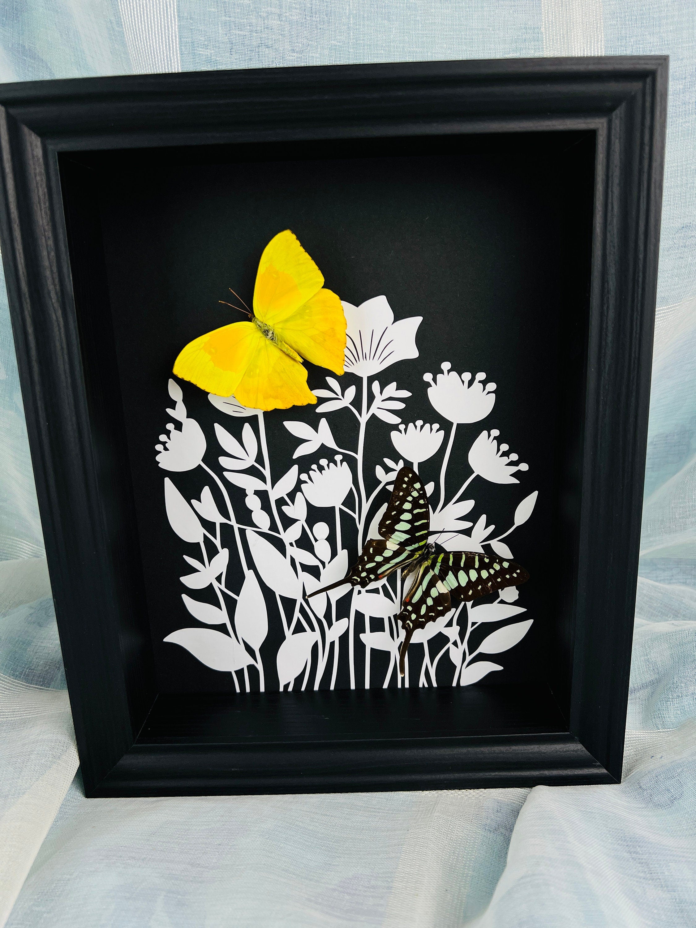 Phoebis Rurina en Graphium Antheus met print in lijst