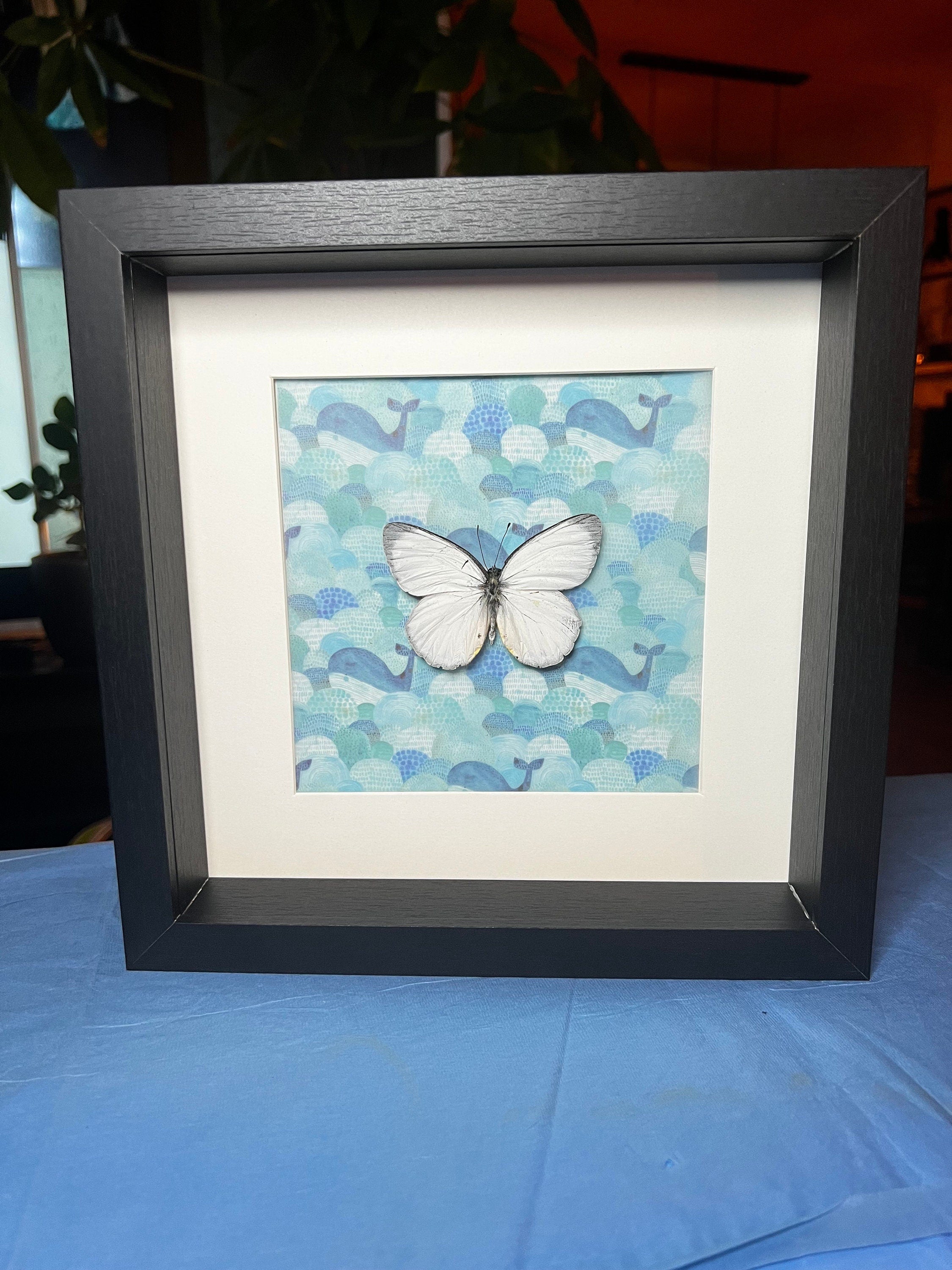 Delias Descombesi op print in lijst