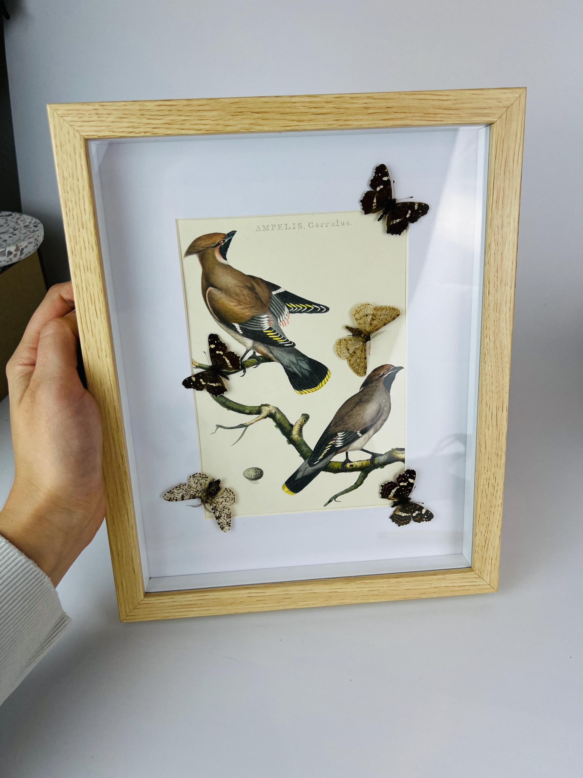 Schmetterlinge auf einem Vintage-Botanikdruck in einem Rahmen