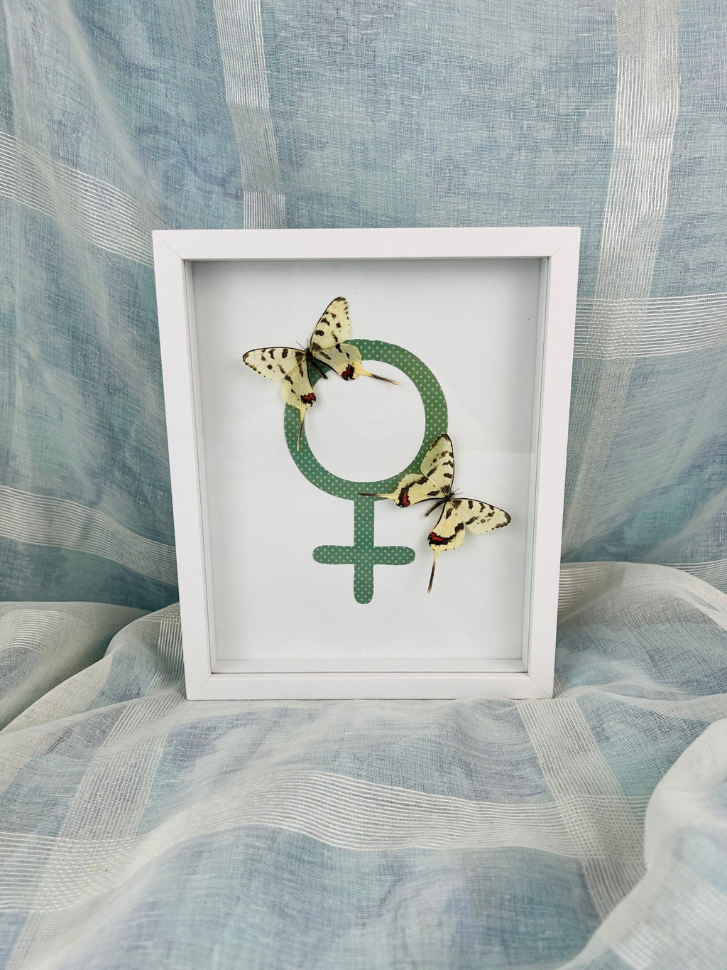 Sericinus Montela auf einem Venus-Symbol in einem Rahmen von KEY LIME STORE