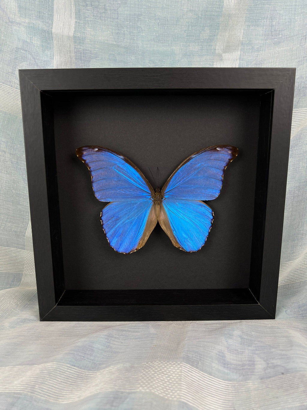 Morpho Didius in einem Rahmen von KEY LIME STORE