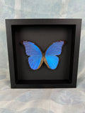 Morpho Didius in einem Rahmen von KEY LIME STORE