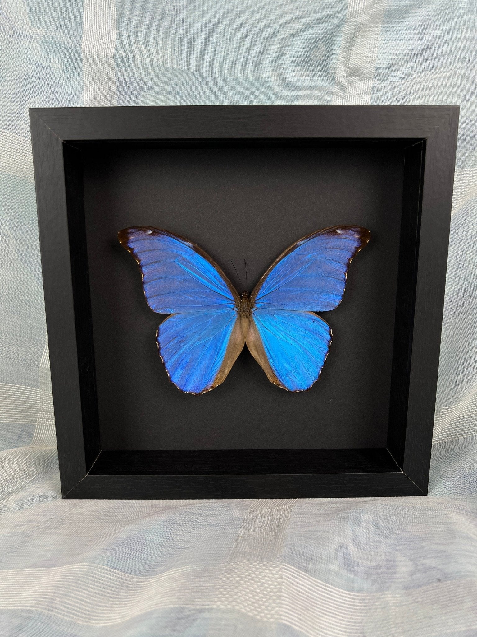 Morpho Didius in einem Rahmen von KEY LIME STORE