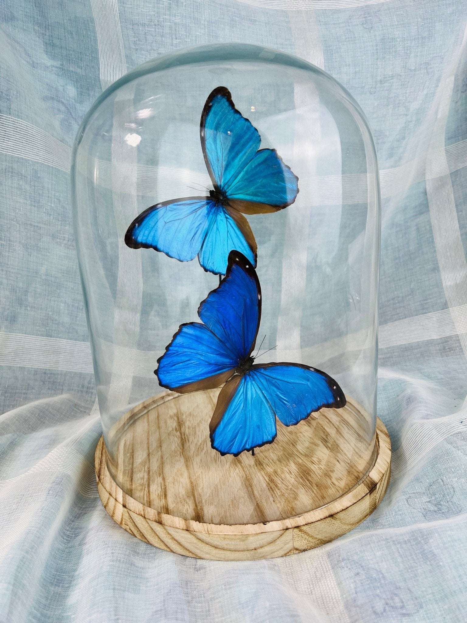 Morpho Didius in einer Glasglocke von KEY LIME STORE