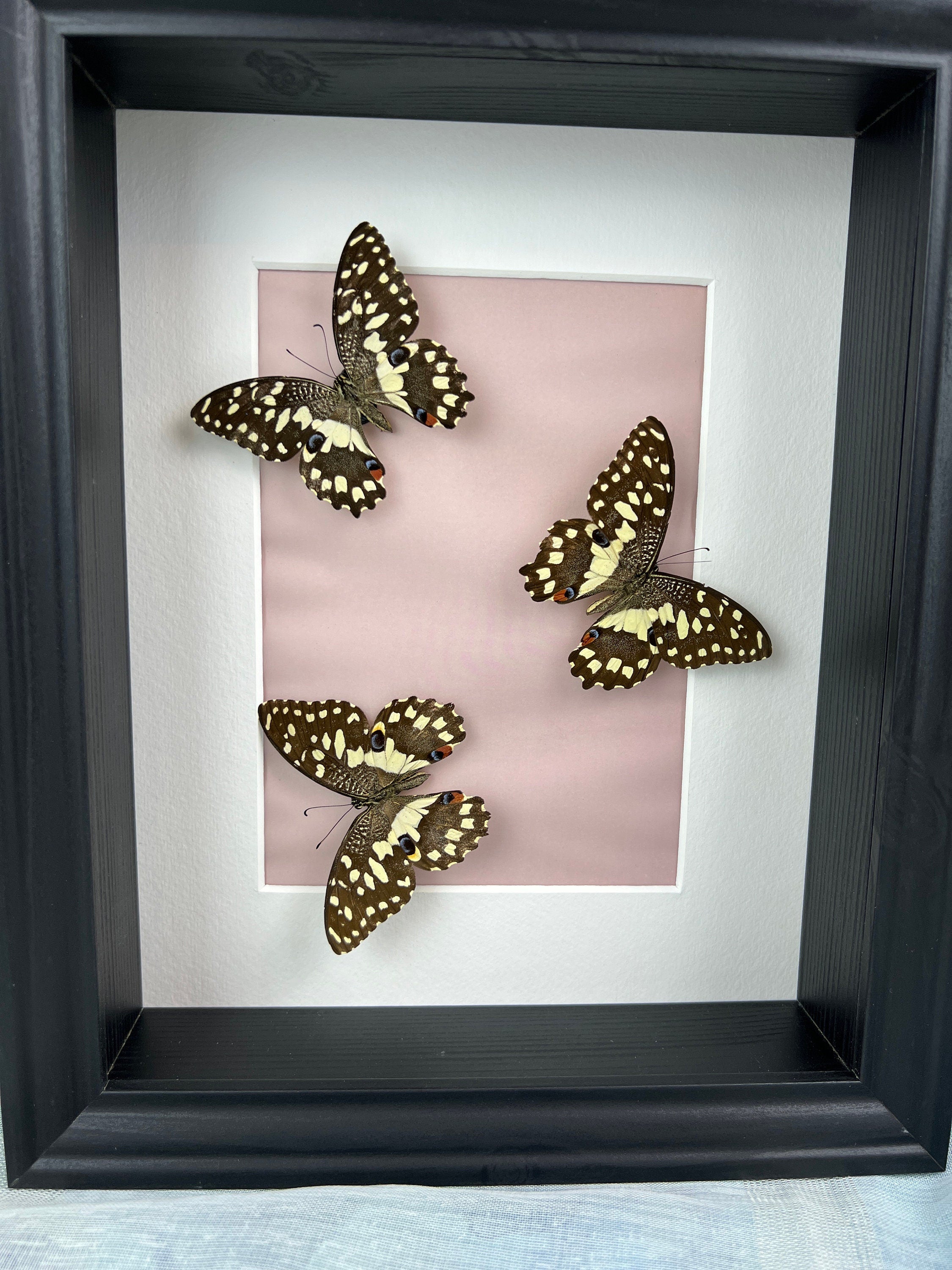 Papilio Demoleus in lijst