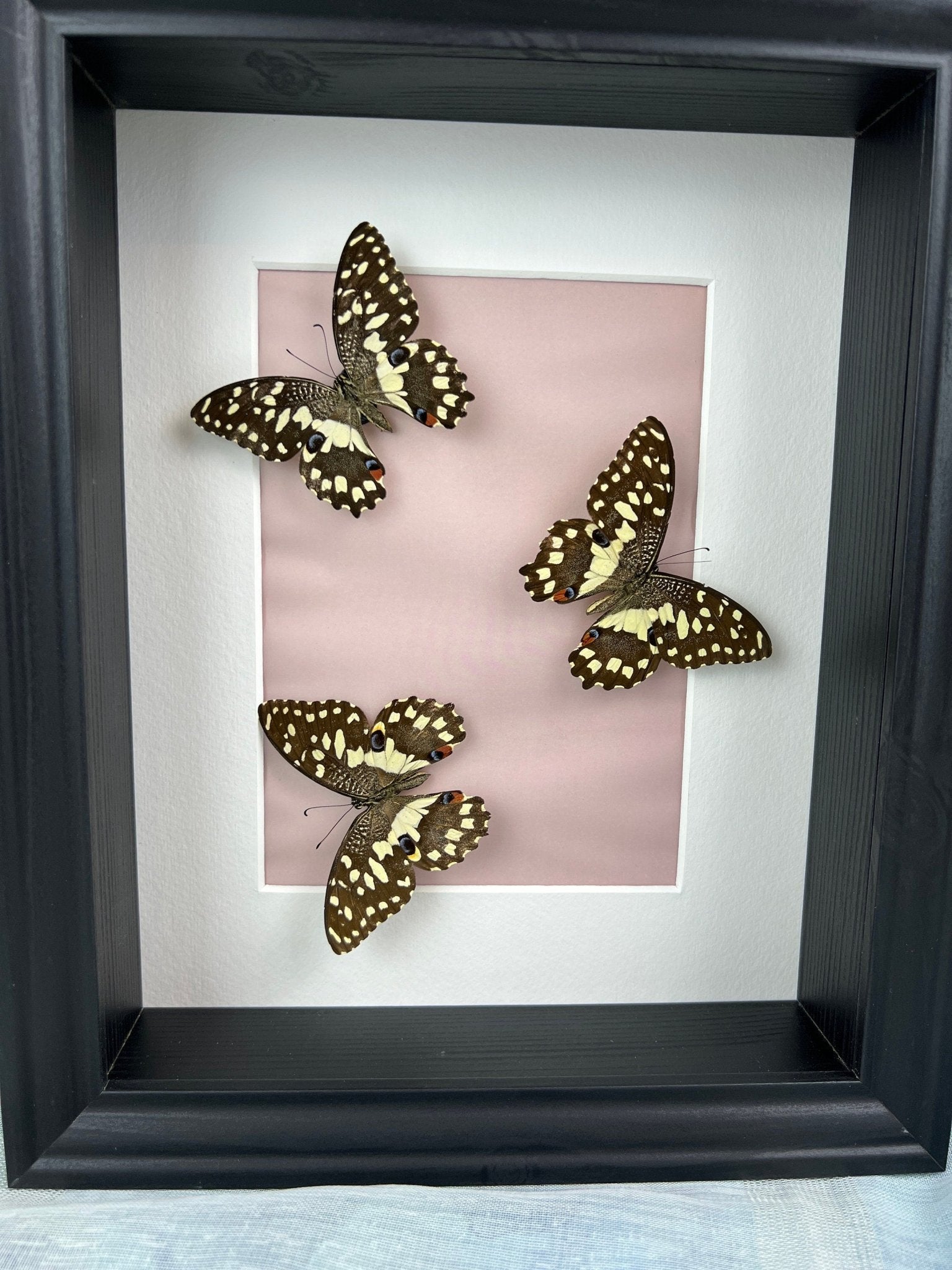 Papilio Demoleus in einem Rahmen von KEY LIME STORE