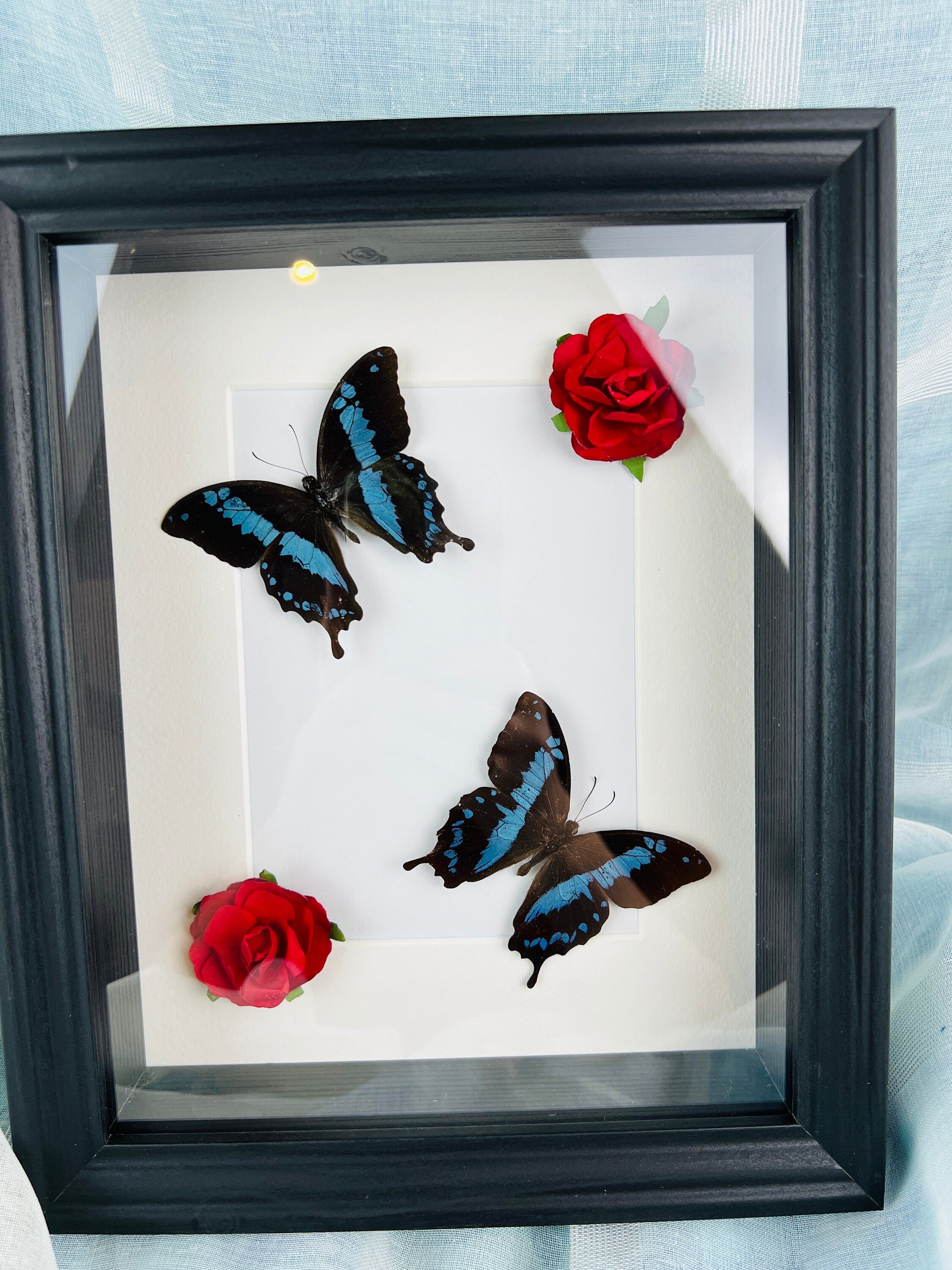 Papilio Oribazus met rozen in lijst