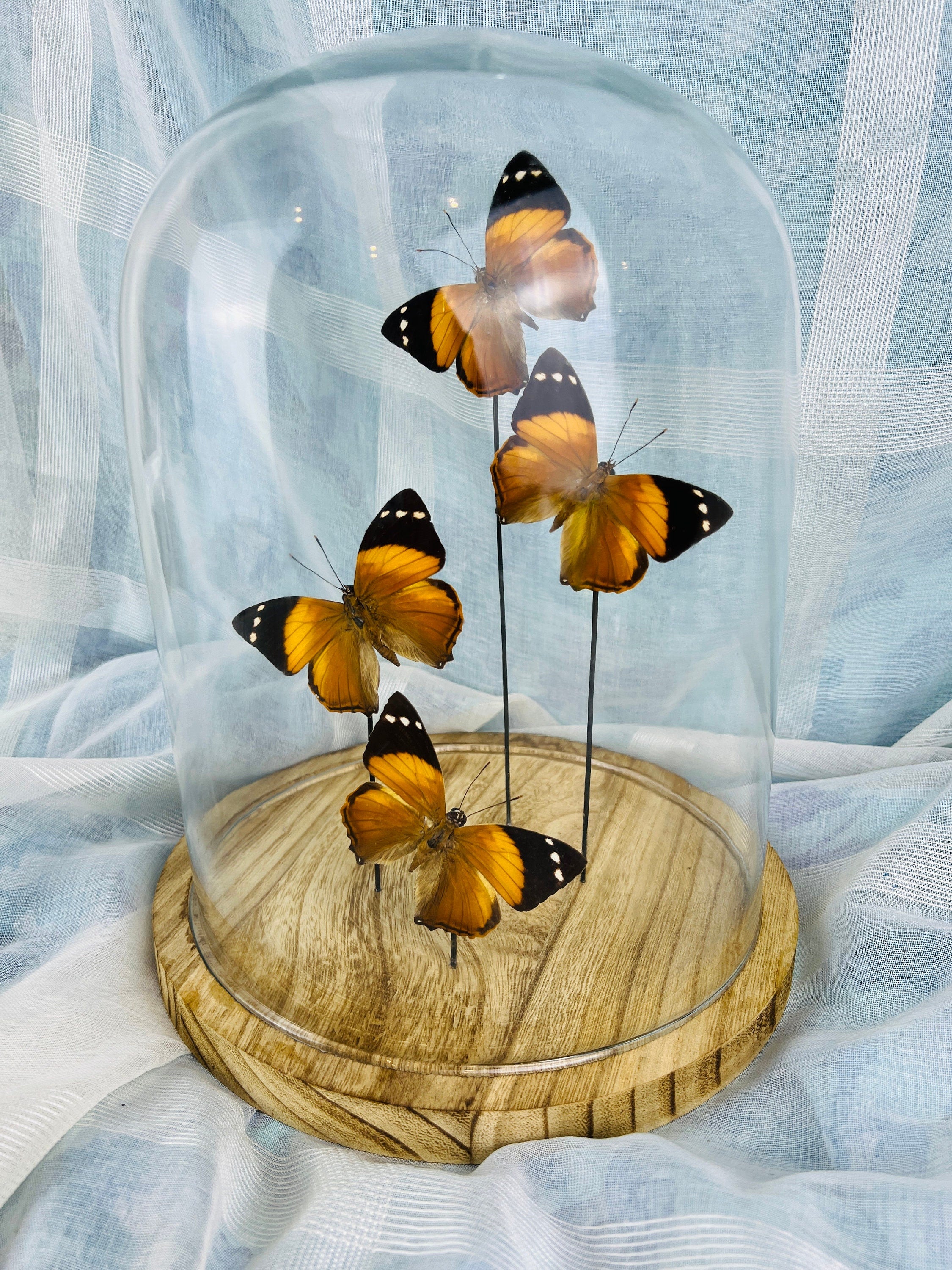 Smyrna Blomfieldia in stolp