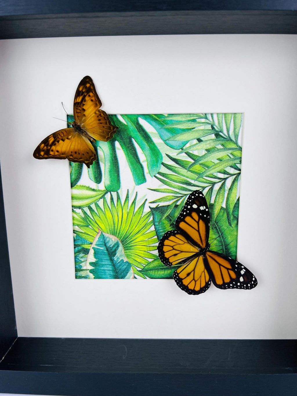 Vagrans Egista und Danaus Plexippus im Rahmen von KEY LIME STORE