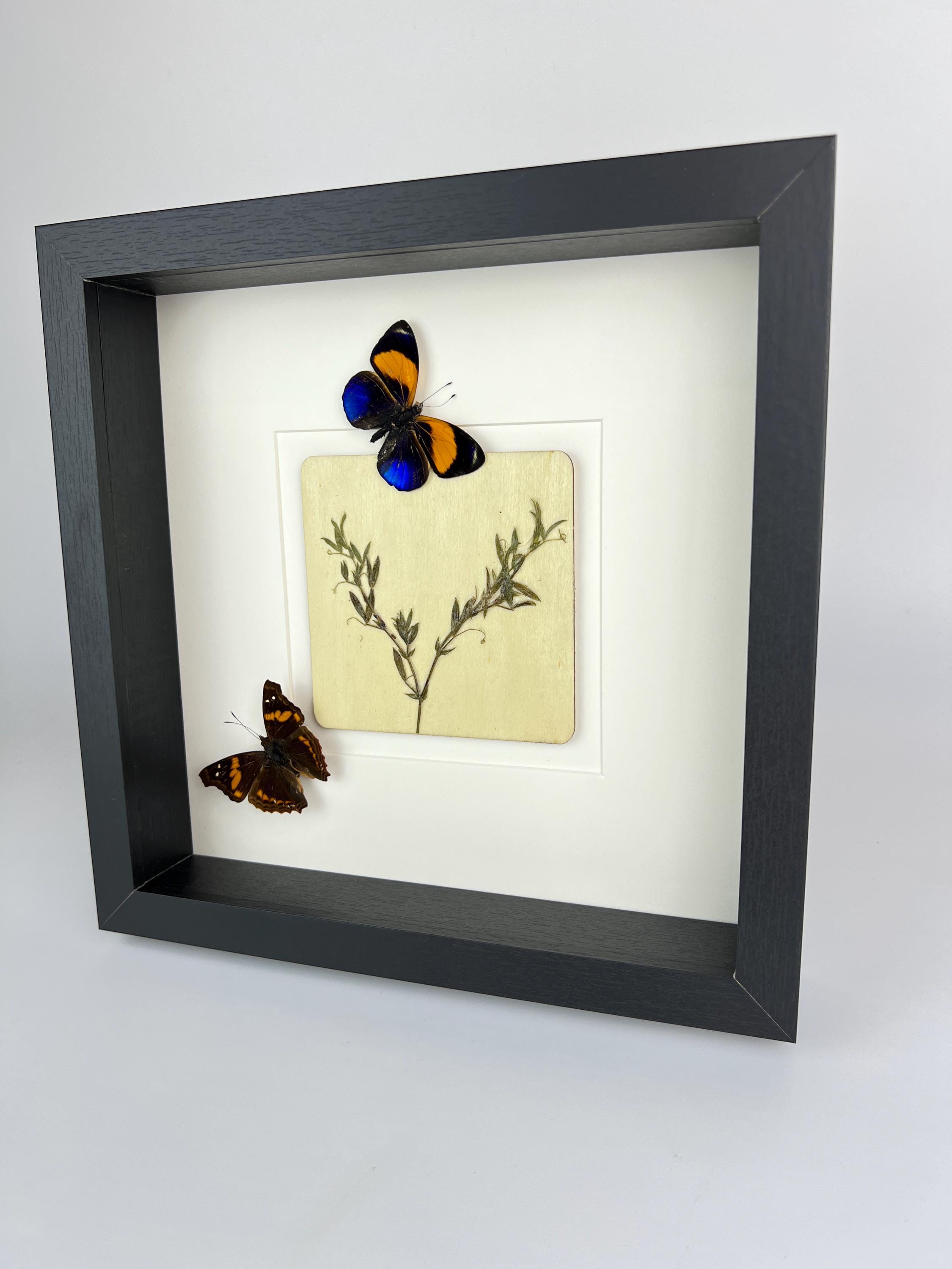 Asterope Markii und Doxocopa mit Trockenblumen im Rahmen