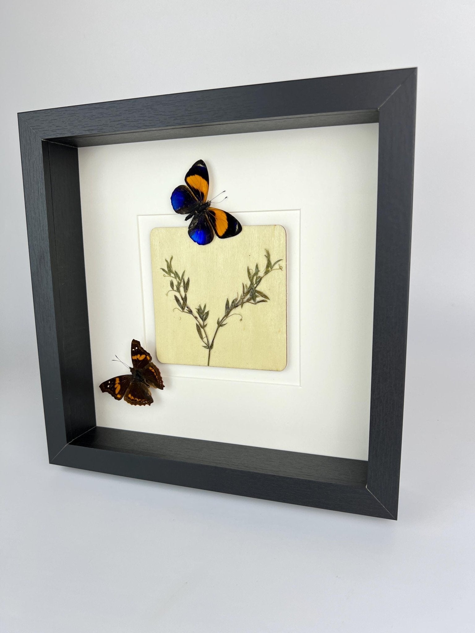 Asterope Markii und Doxocopa mit Trockenblumen in einem Rahmen von KEY LIME STORE