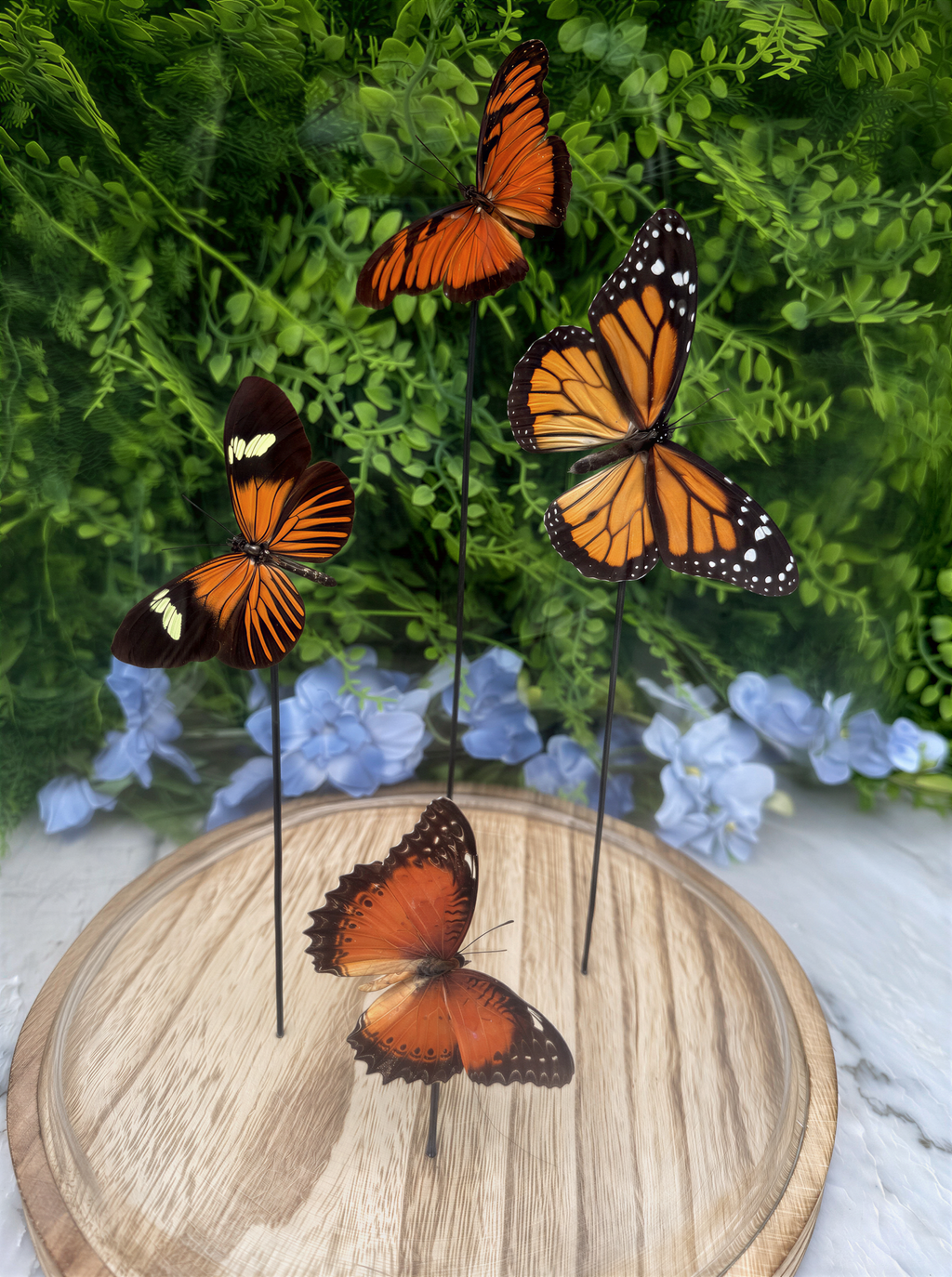 three butterflies with orange and black wings, arranged on a wooden stand against a backdrop of green foliage and blue flowers.