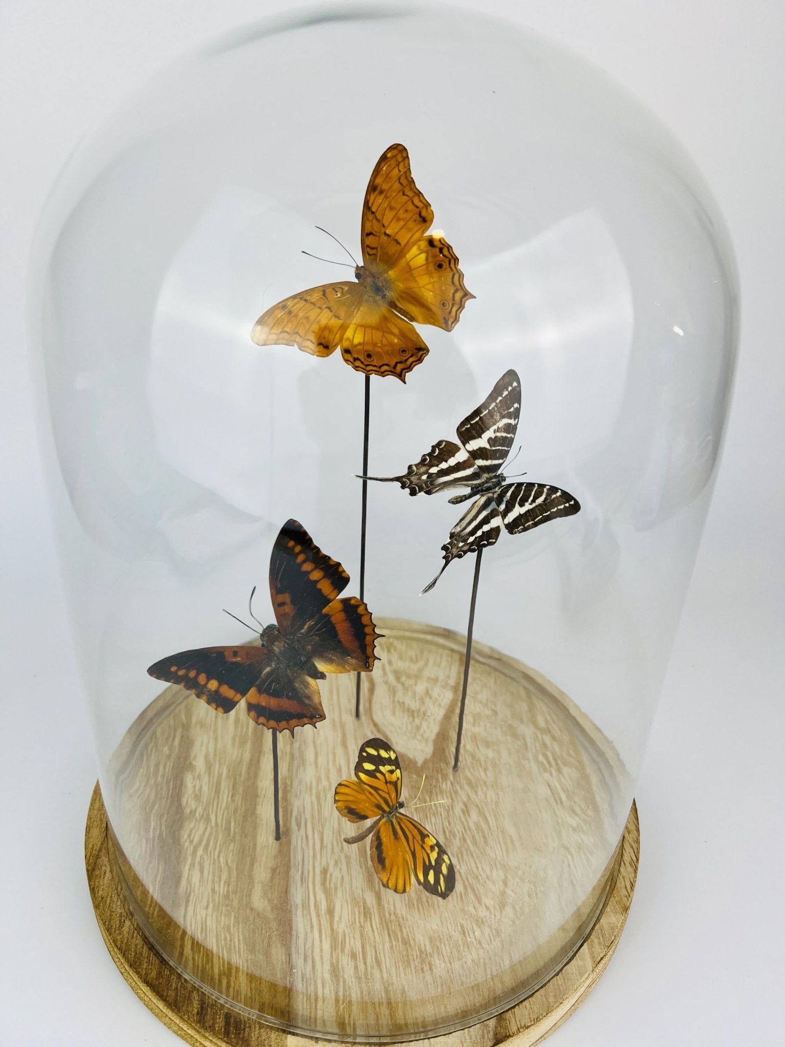 Vindula Erota, Graphium Aristeus, Charaxes Lucretius und Tithorea Harmonia in einer Glasglocke von KEY LIME STORE