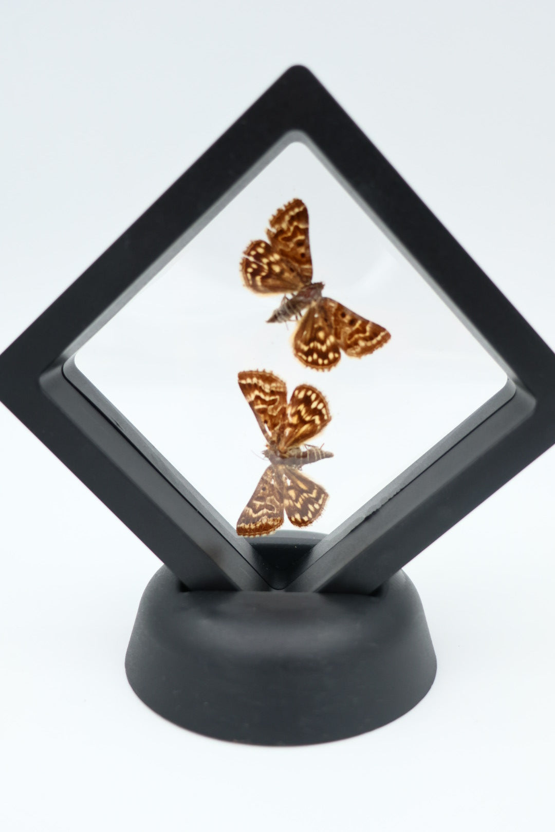 Echte vlinders - Euclidia Mi