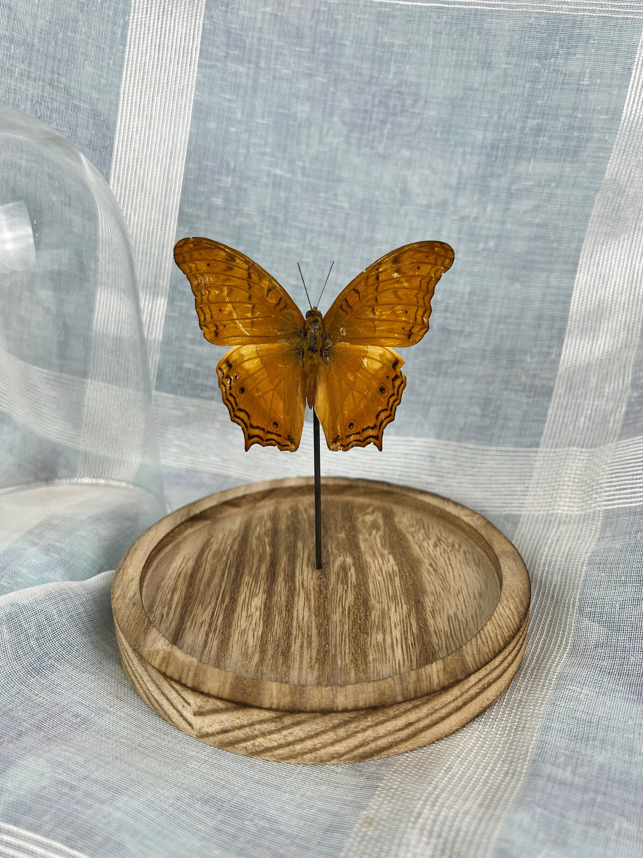 Vindula Erota in stolp