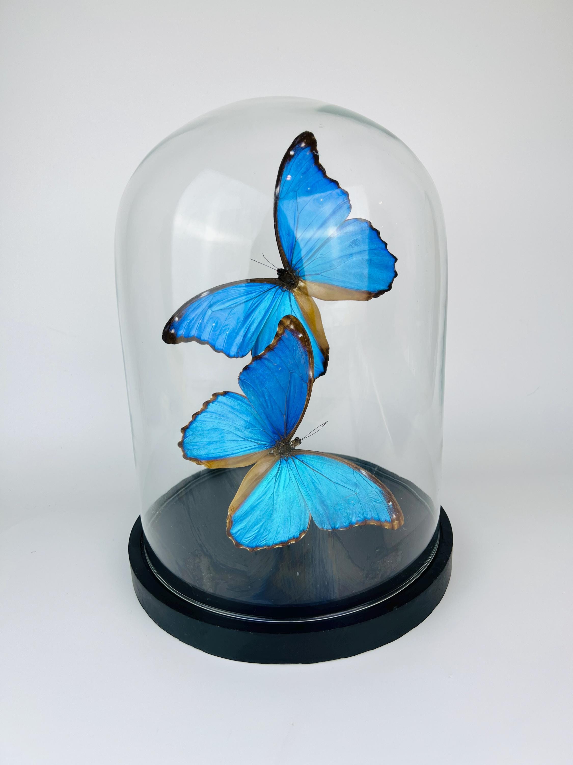 Echte vlinders Morpho Didius in glazen koepel – 31 x 23 cm