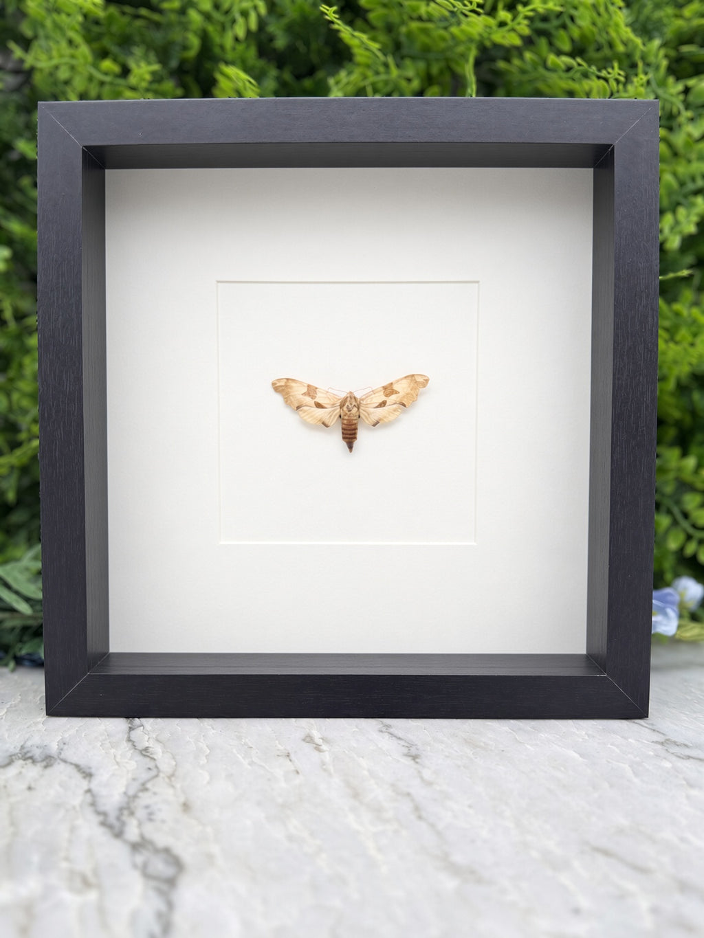 A framed photograph of a butterfly with its wings spread, displayed on a marble surface against a backdrop of greenery.