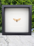 A framed photograph of a butterfly with its wings spread, displayed on a marble surface against a backdrop of greenery.