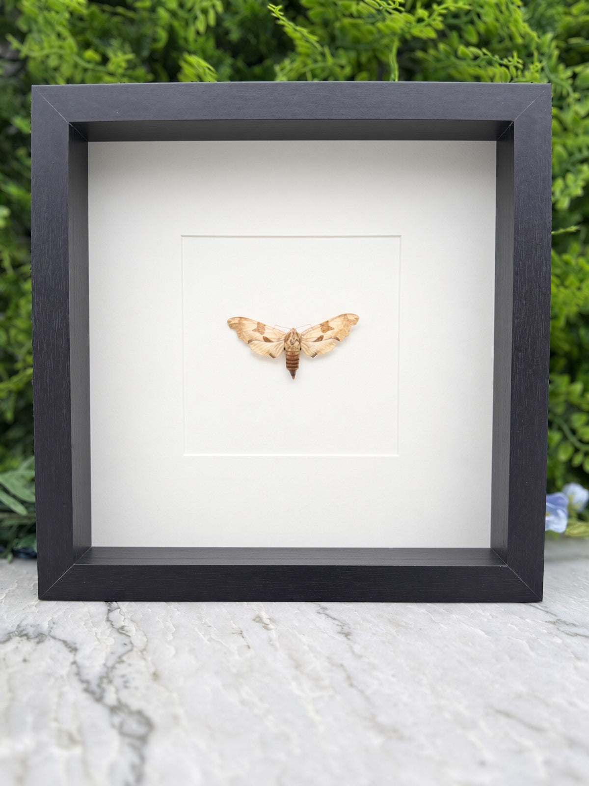 A framed photograph of a butterfly with its wings spread, displayed on a marble surface against a backdrop of greenery.