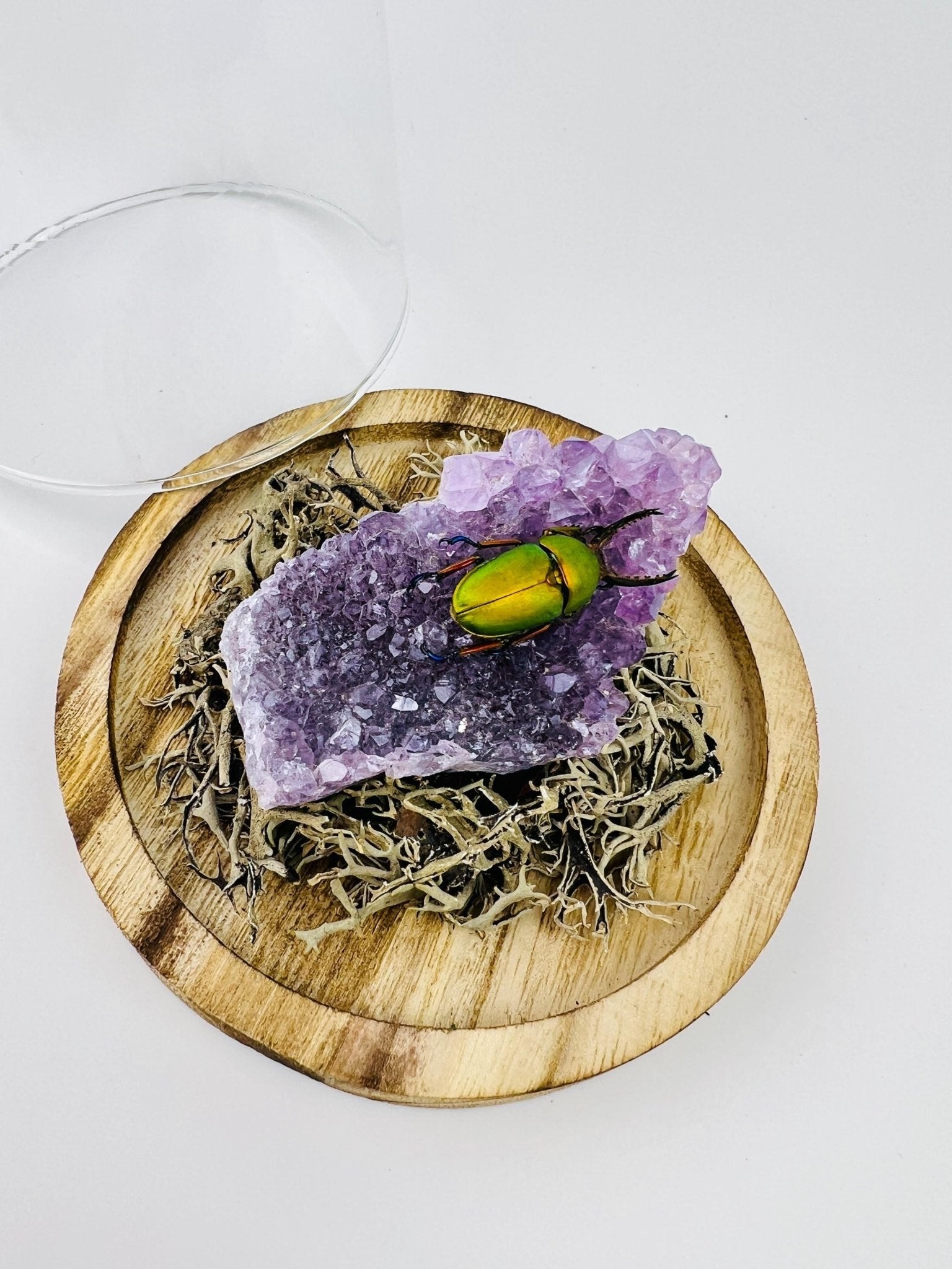 Schillernder Käfer auf einem Amethyst unter einer Glasglocke von KEY LIME STORE