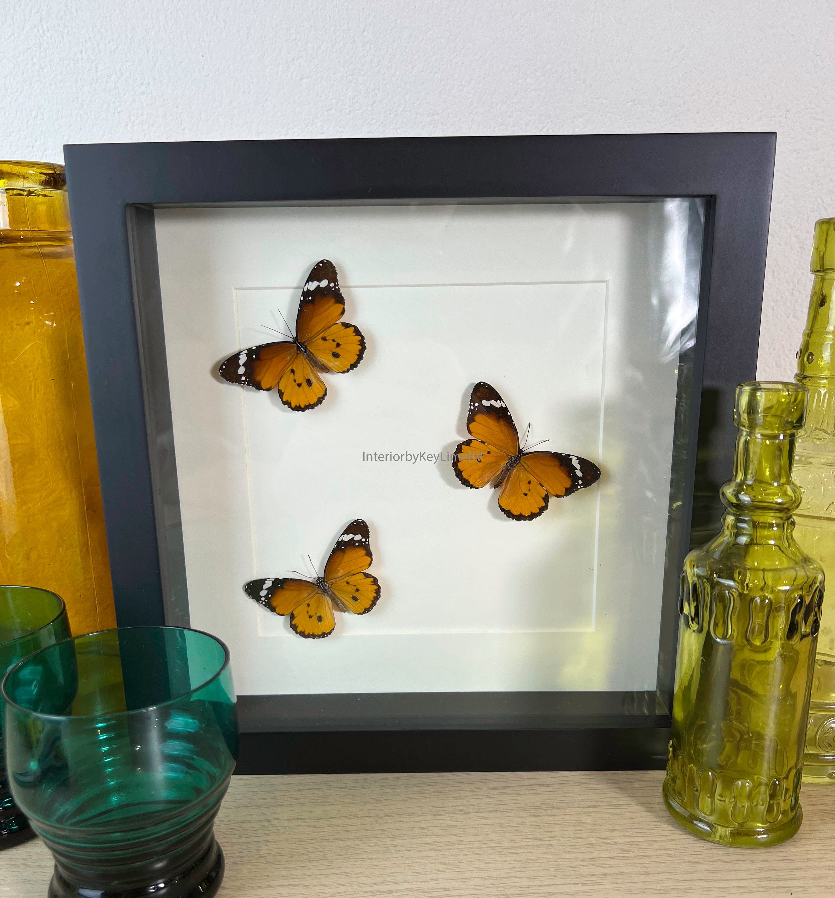 Danaus Chrysippus in einem Rahmen